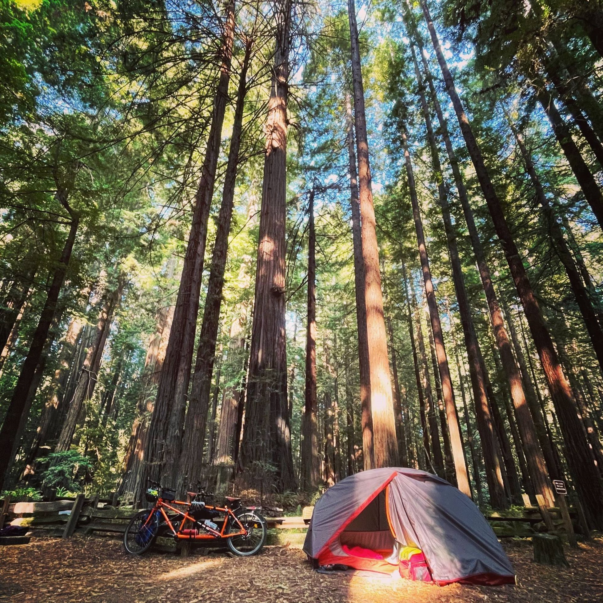Pang và Lok đi qua Công viên Bang và Quốc gia Redwood của California vào tháng 8 năm 2021 khi đạp xe lên phía bắc từ San Francisco. Ảnh: Công viên Gale Lok và Simeon