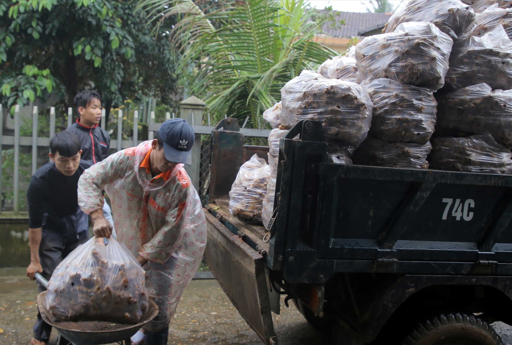 Từ đầu tháng 11 âm lịch, các lò mứt ở làng Mỹ Chánh (xã Hải Chánh, huyện Hải Lăng, tỉnh Quảng Trị) bắt đầu đỏ lửa. Để làm mứt gừng, nguyên liệu được chọn là loại gừng không quá cay.