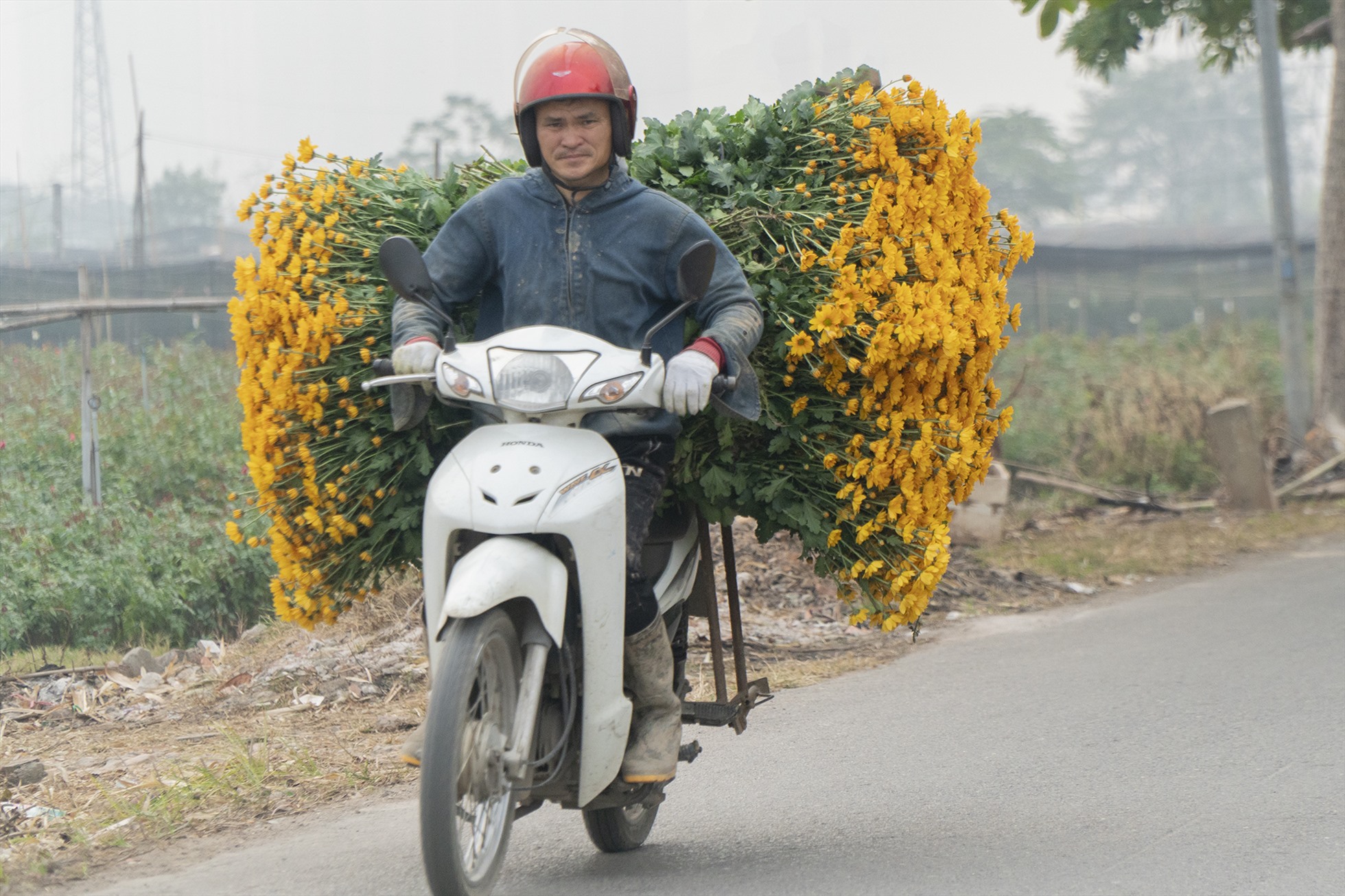 Bên cạnh cung cấp hoa cho thủ đô Hà Nội, hoa còn được bán các tỉnh phía Bắc như Hải Dương, Hải Phòng, Quảng Ninh,... Có năm hoa được mang vào các tỉnh miền Nam”.