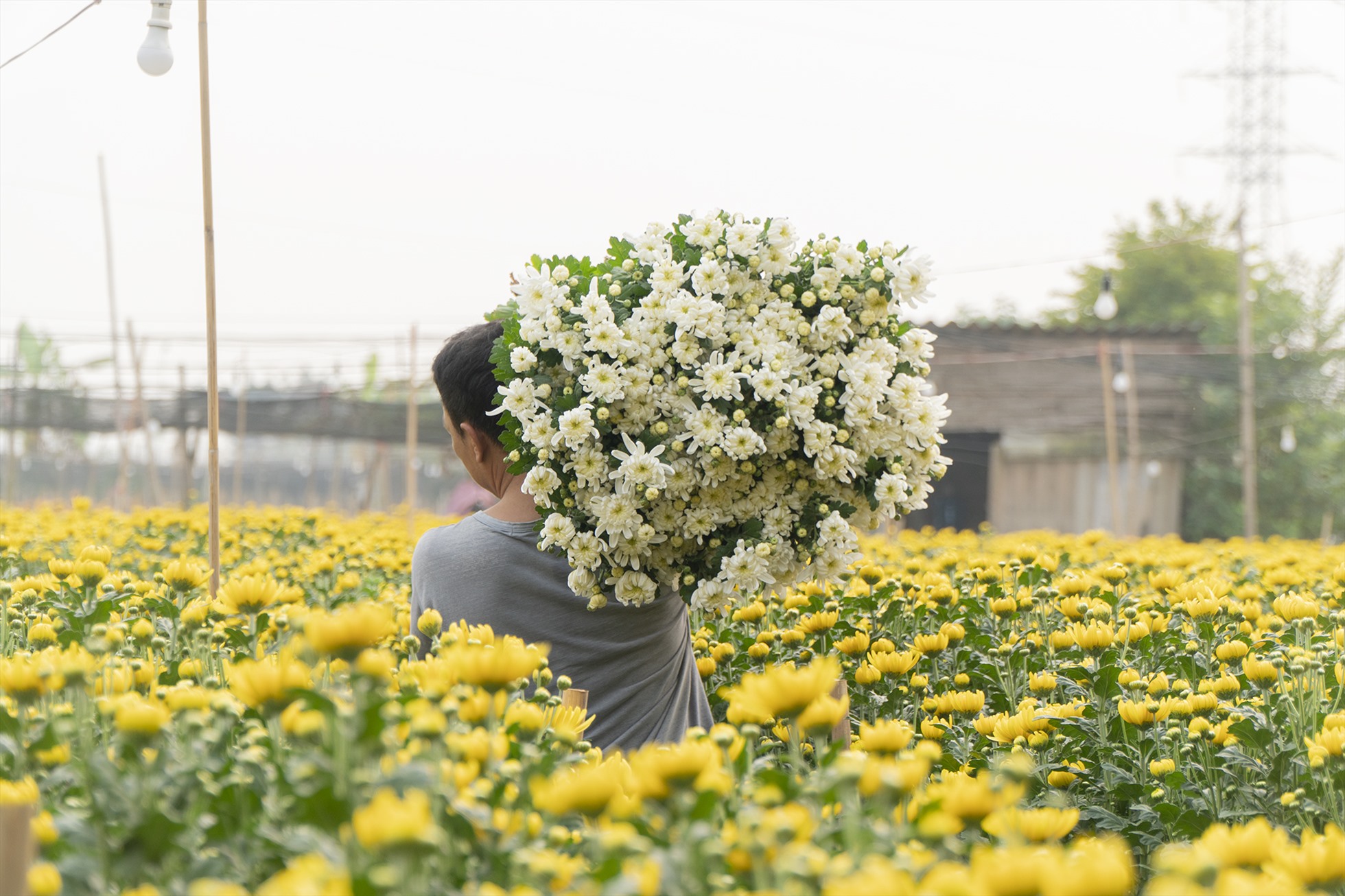 Làng hoa Tây Tựu cách trung tâm Hà Nội 20 km về phía Tây, trước đây thuộc xã Tây Tựu, huyện Từ Liêm, nay là phường Tây Tựu, quận Bắc Từ Liêm, Hà Nội. Đây là một trong những vùng trồng hoa có diện tích lớn nhất và lâu đời tại thủ đô.