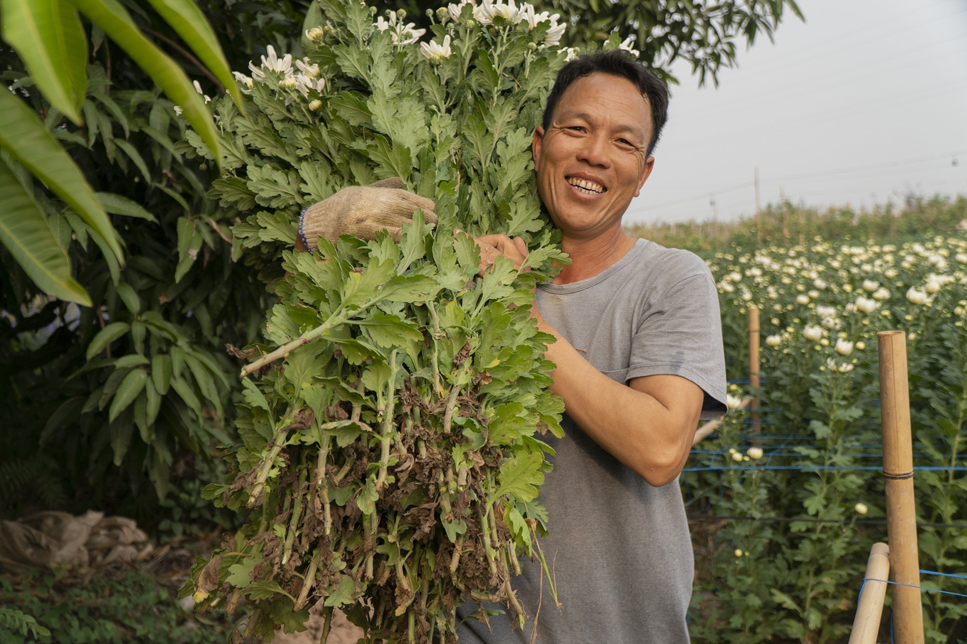 Được mùa hoa cúc, ông Phan Đình Văn vui vẻ chia sẻ: “Bên cạnh việc chăm sóc, theo dõi sát sao để nắm rõ tình trạng hoa, yếu tố quyết định năng suất chính là thời tiết. Nếu trời nắng ấm thì hoa sẽ nở nhanh, nếu lạnh quá thì hoa sẽ chậm, dẫn đến sai vụ. Trời mưa nhiều thì hoa xấu.