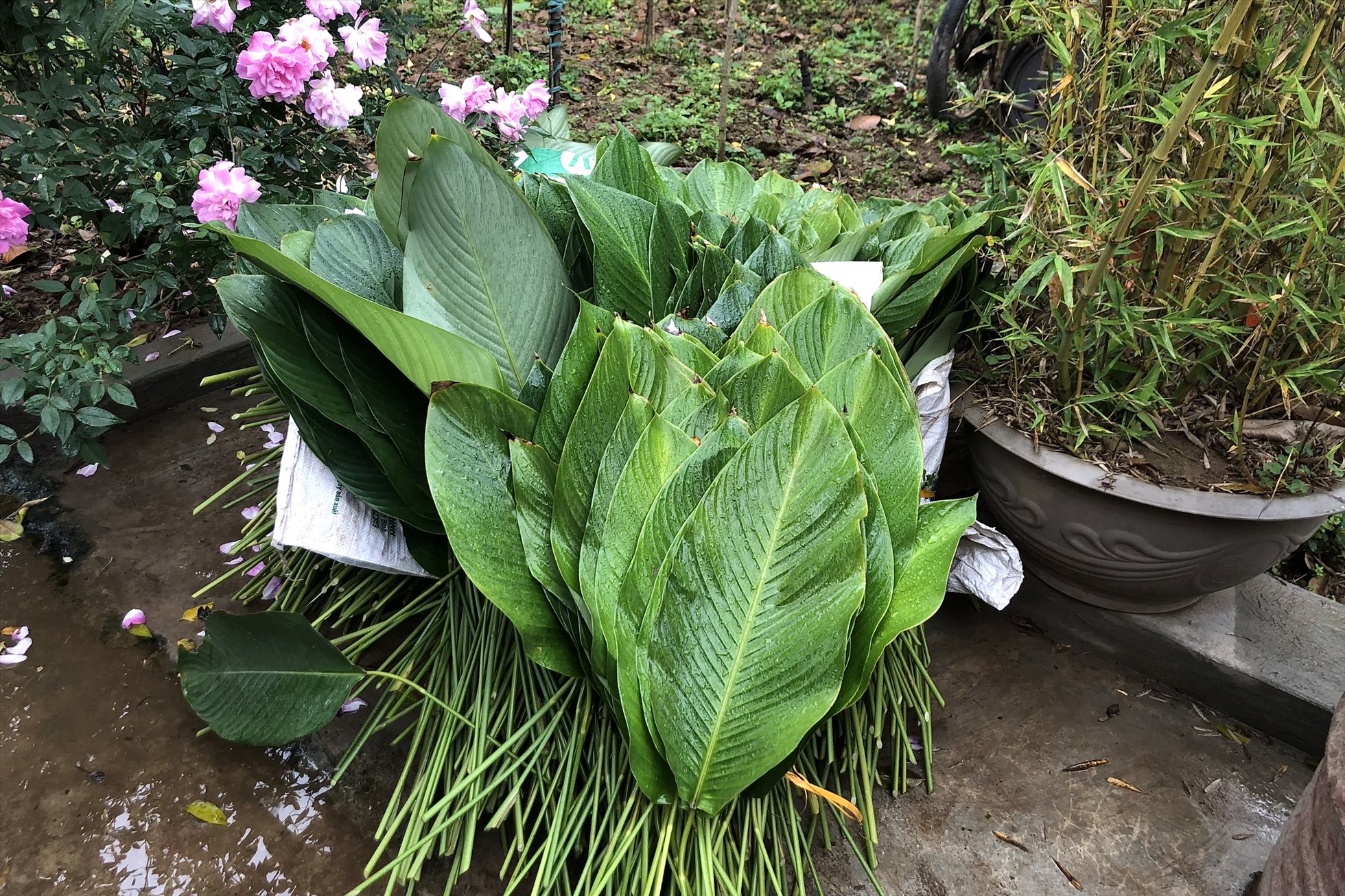 Lá dong Tràng Cát không chỉ nổi tiếng trong nước mà còn xuất đi nước ngoài.