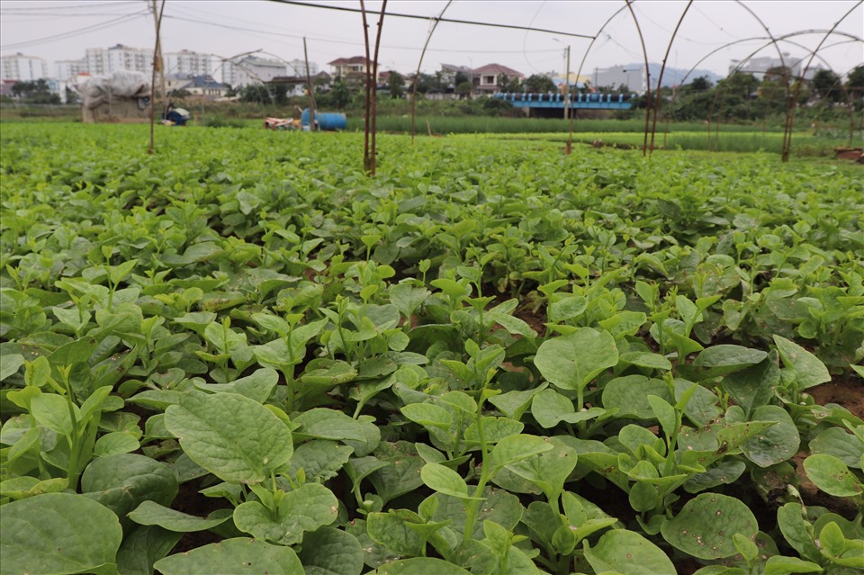 Người dân Đà Nẵng tiến hành gieo trồng rau ngắn ngày để phục vụ tết. Ảnh: Nguyễn Linh