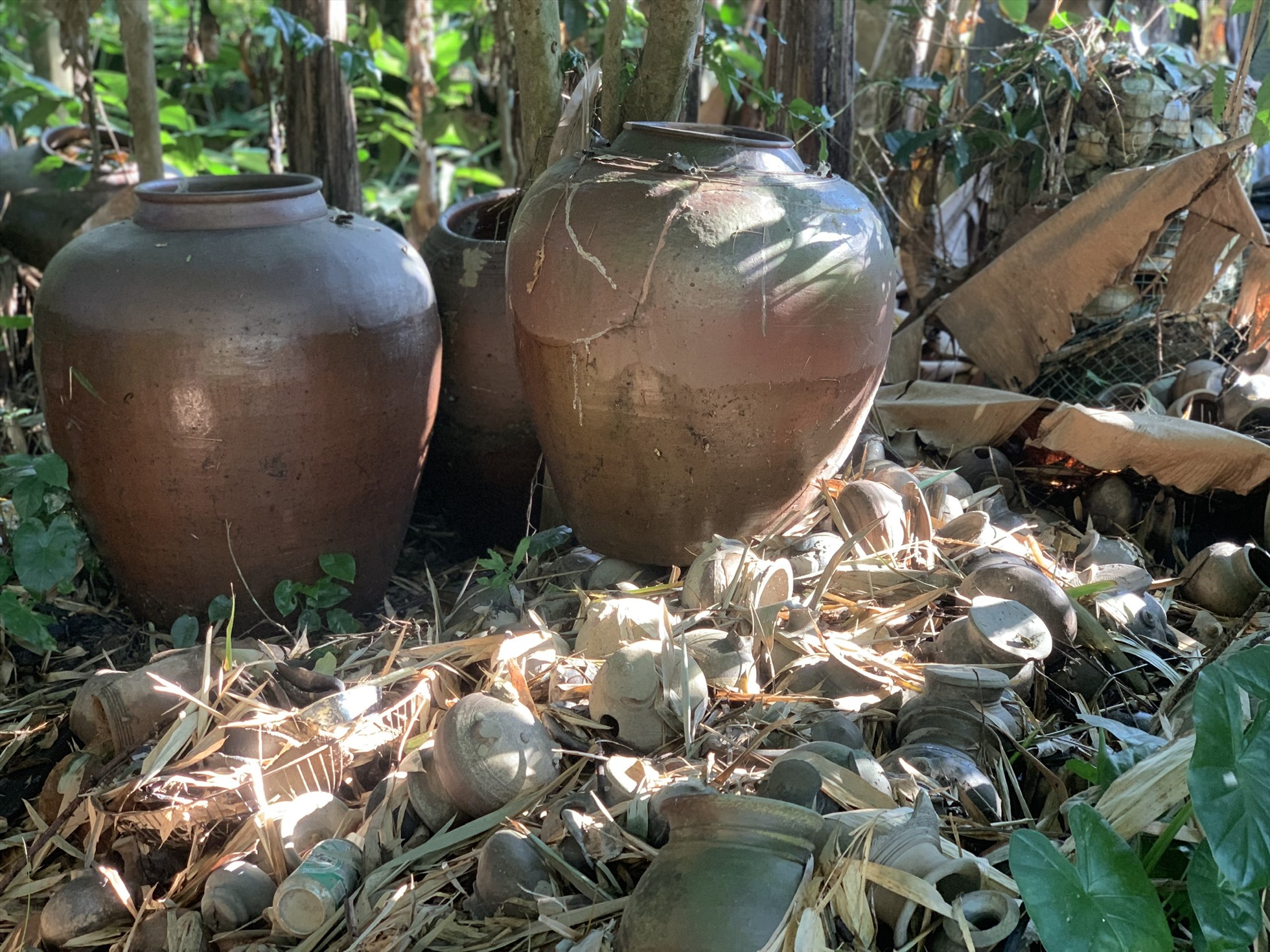 Những bình gốm còn sót lại trong khu vườn của cố nhà nghiên cứu Hồ Tấn Phan ở Huế. Ảnh: Tường Minh