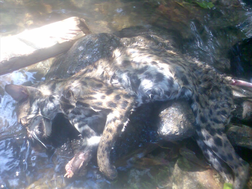 Một cá thể mèo rừng bị giết hại. Ảnh: Lam Anh