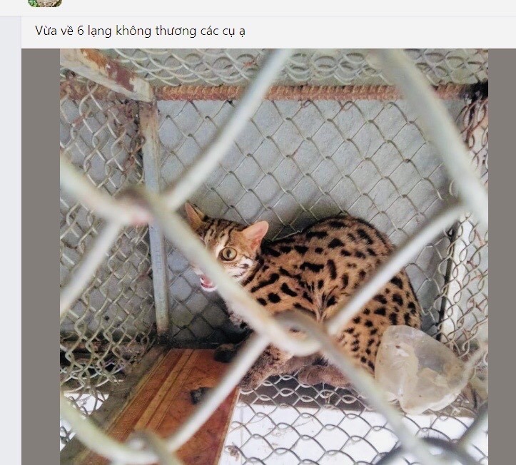 Cá thể mèo rừng này bị săn bắt, nuôi nhốt và rao bán trên mạng xã hội. Ảnh: Thùy Linh