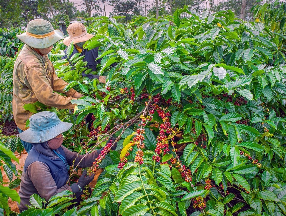 Người dân Đắk Lắk thu hoạch cà phê. Ảnh: Ngô Phương