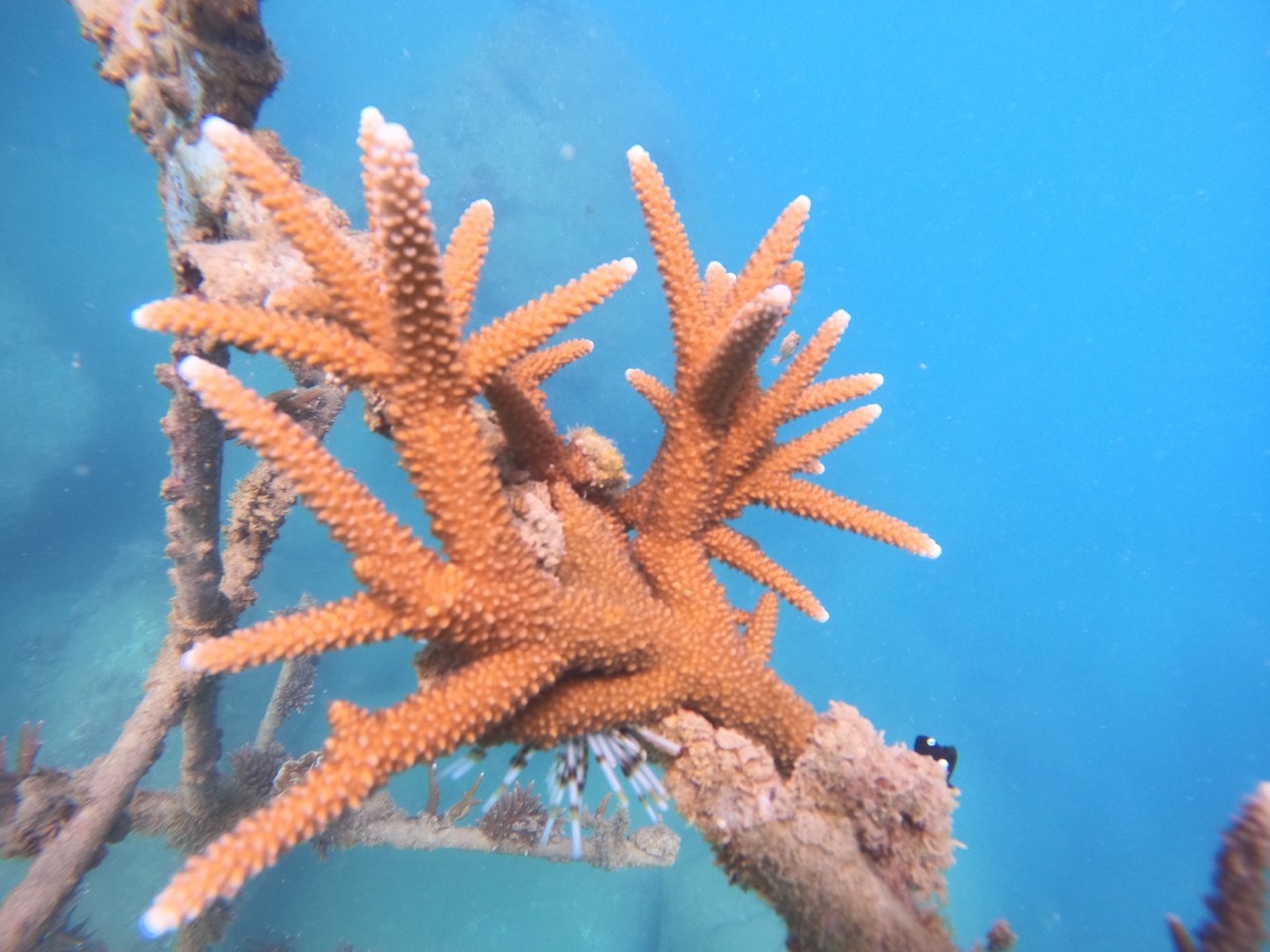 Đến nay ở vùng biển Vĩnh Hy, nhóm đã ươm trồng san hô trên các giàn treo và san hô cũng bắt đầu phát triển dài ra 3cm, mỗi giàn gồm 6 tầng san hô.