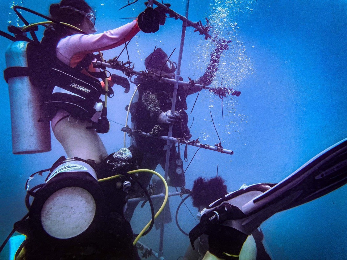 Đây là yêu cầu bắt buộc bởi ở độ sâu đó, những người lặn biển chuyên nghiệp sẽ có kỹ năng xử lý tình huống và có kinh nghiệm phong phú thực hiện các thao tác nuôi cấy san hô.