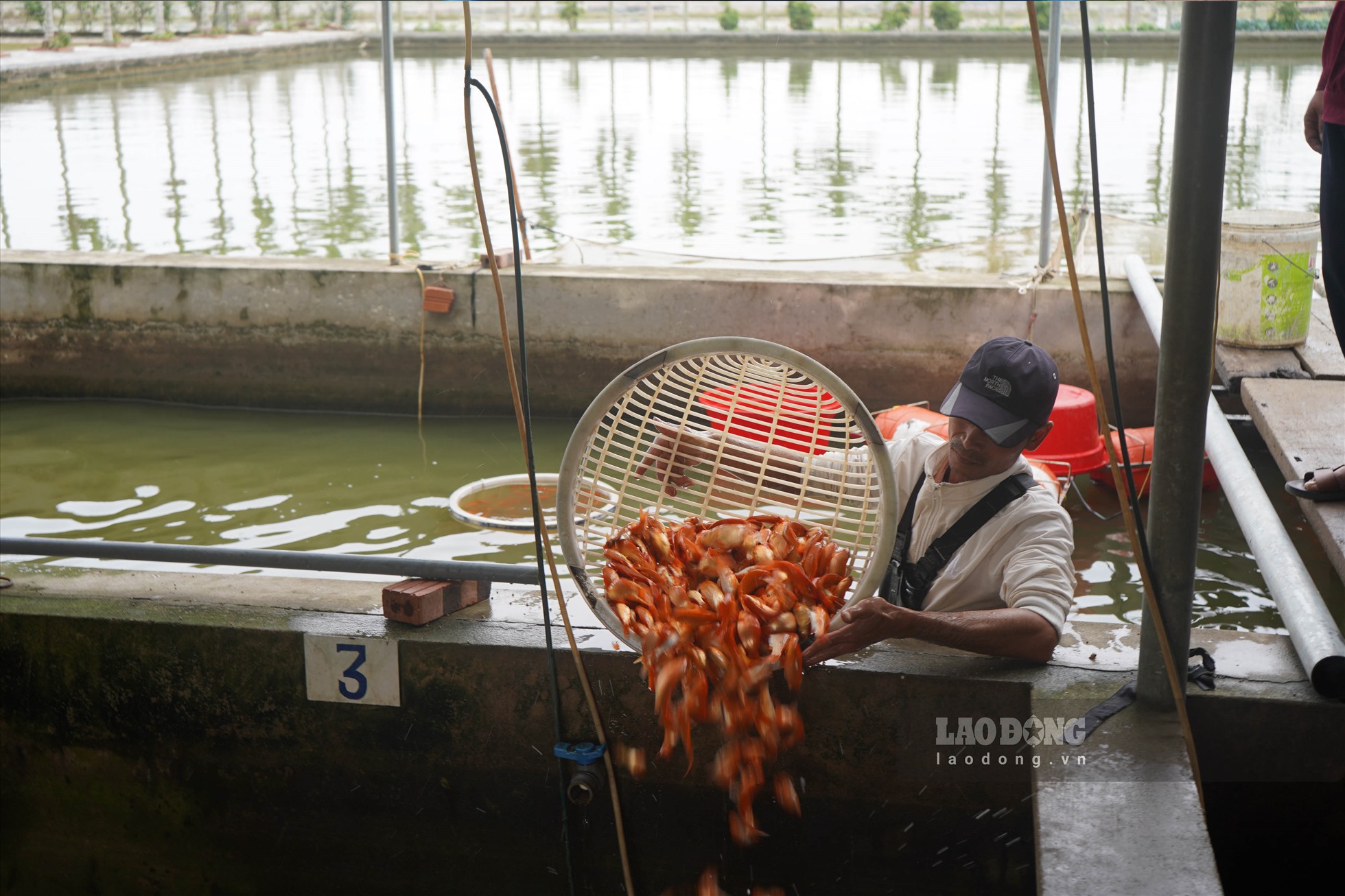 Đến ngày 12.1 (dương lịch) giá cá chép đỏ làng Hội Am dao động khoảng 60.000 - 100.000 đồng/kg (tùy loại cá to nhỏ khác nhau). Ảnh: T.Hà