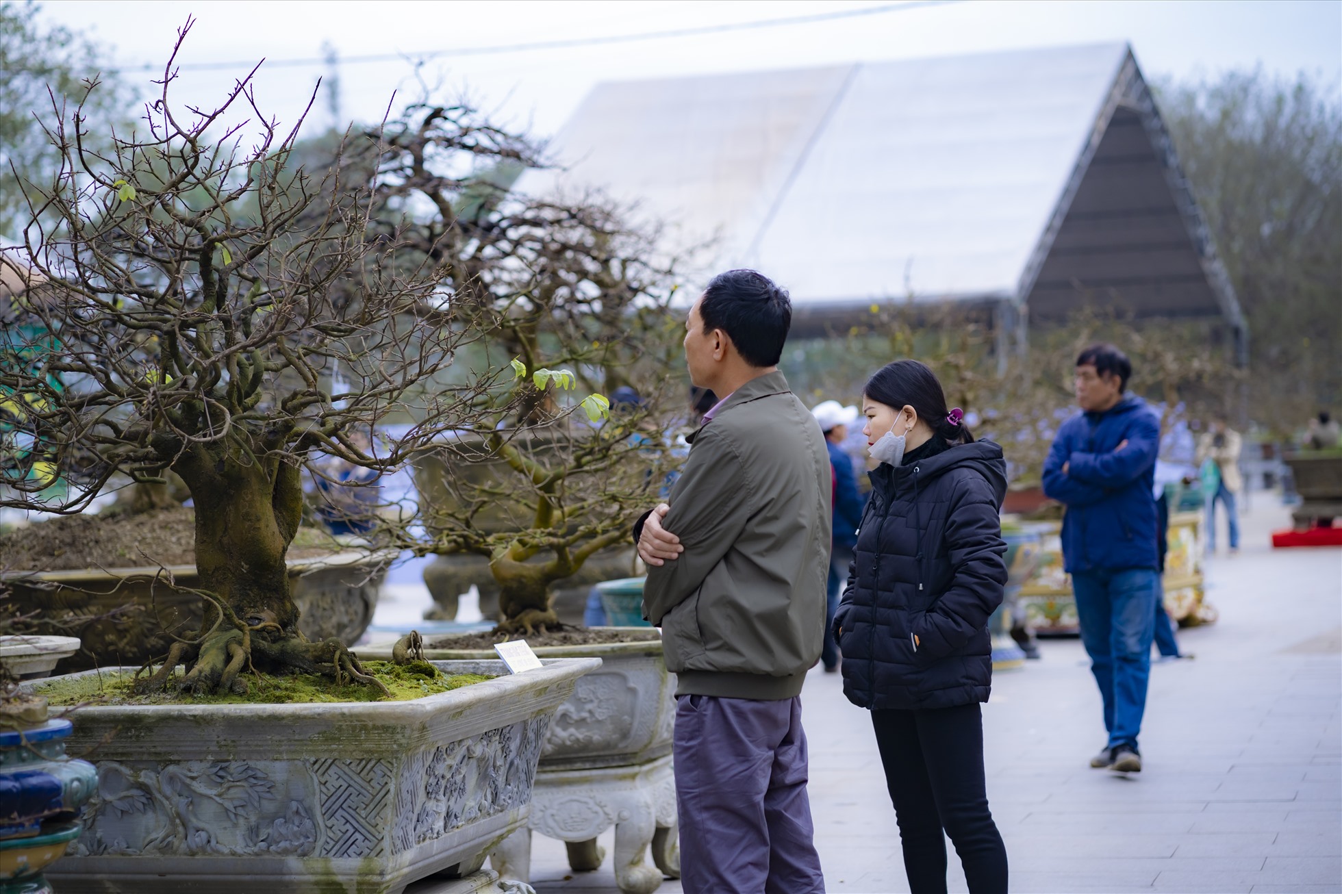 Trong lần đầu tiên được tổ chức, có 320 tác phẩm hoàng mai tham gia lễ hội, trong đó có 70 tác phẩm Hoàng mai loại lớn và 250 tác phẩm Hoàng mai bonsai loại nhỏ.