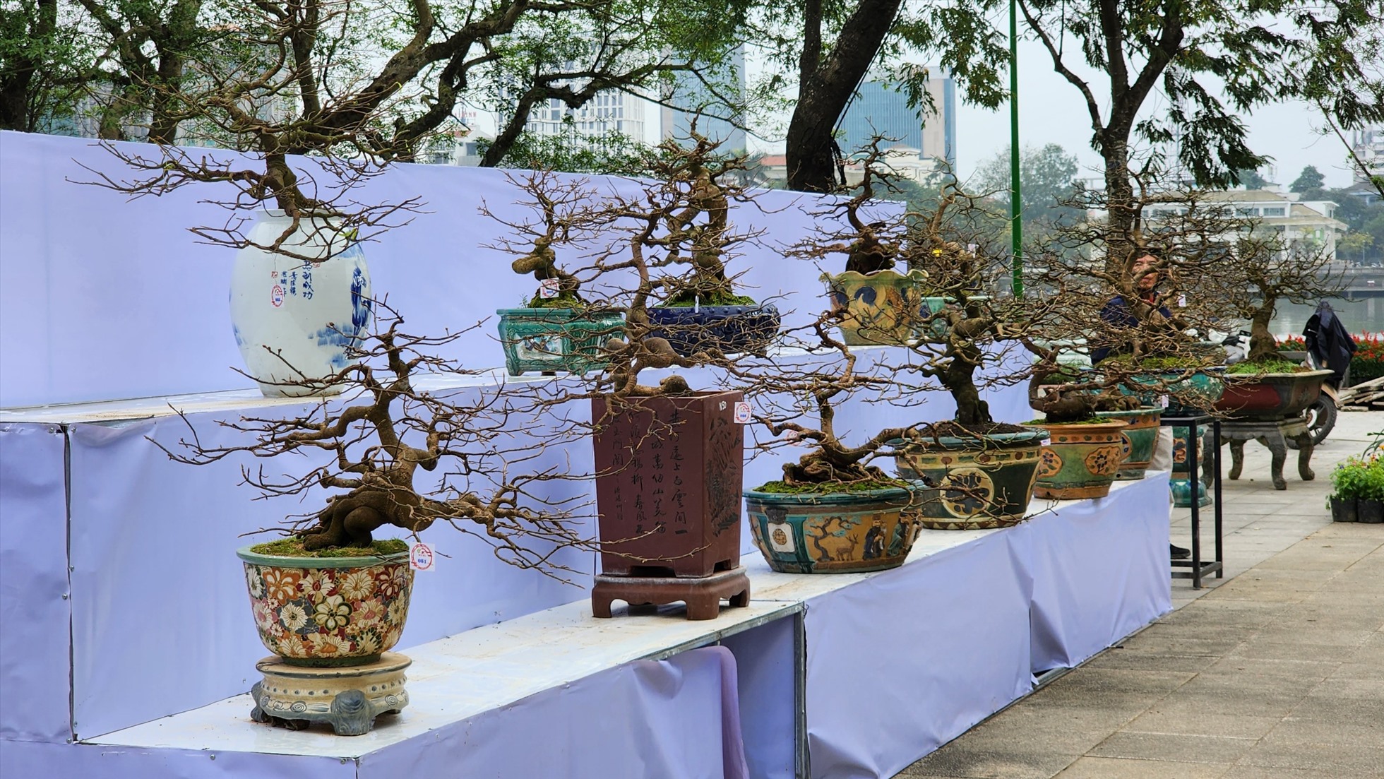 Lễ hội quy tụ nhiều gốc mai đẹp, quý kiểu bonsai.