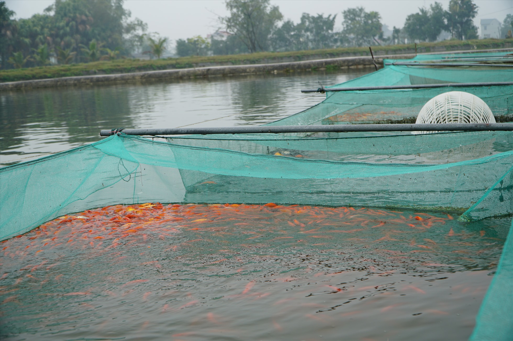 Được biết, hiện nay ở thị trấn Tân Phong, huyện Quảng Xương (Thanh Hóa) có khoảng 300 hộ dân nuôi cá chép đỏ. Mỗi năm cung ứng ra thị trường cả trăm tấn cá chép để phục vụ người dân trong ngày Tết ông Công ông Táo. Ảnh: Quách Du