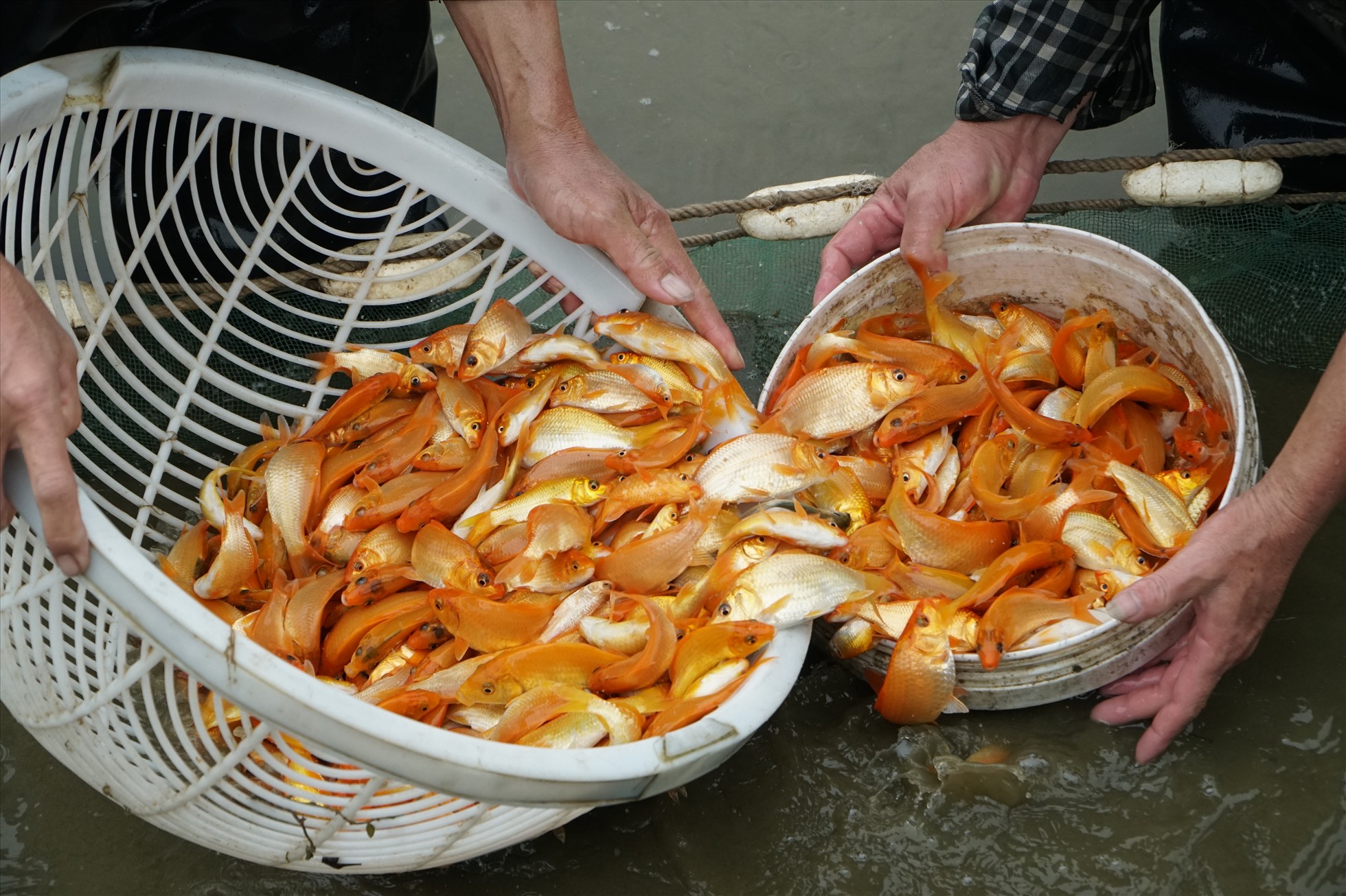 Cũng theo anh Chiến, năm nay gia đình anh nuôi cá chép đỏ ở nhiều ao khác nhau, sản lượng khoảng 5 tấn. Giá bán cá tại ao dao động từ 100.000 đến 120.000 đồng. Ảnh: Quách Du
