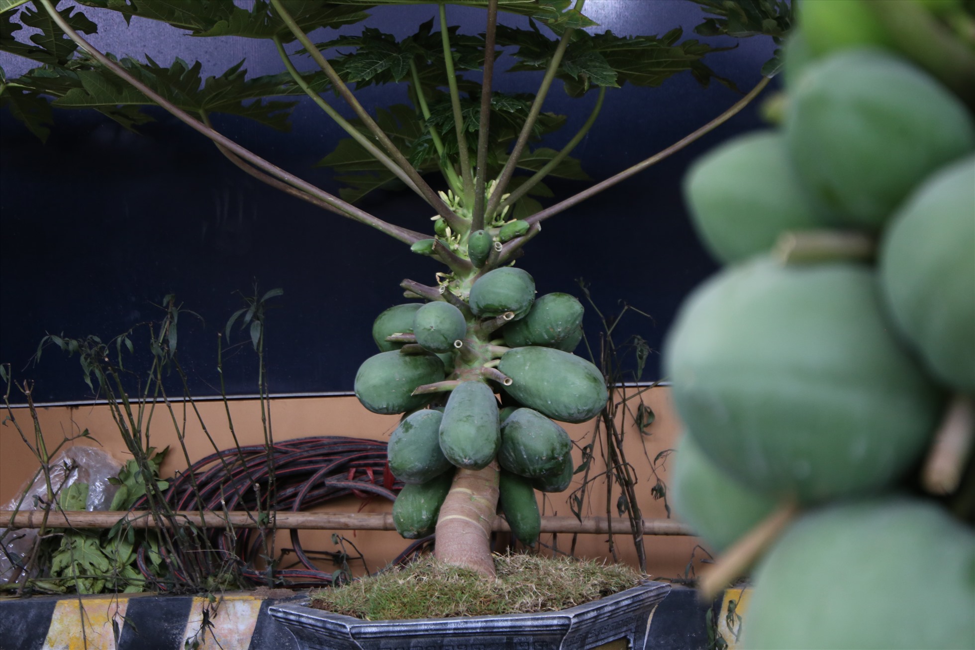 Đu đủ bonsai được cắt, tỉa tỉ mỉ và uốn cây để cho ra dáng thế đẹp. Ảnh: Vĩnh Hoàng