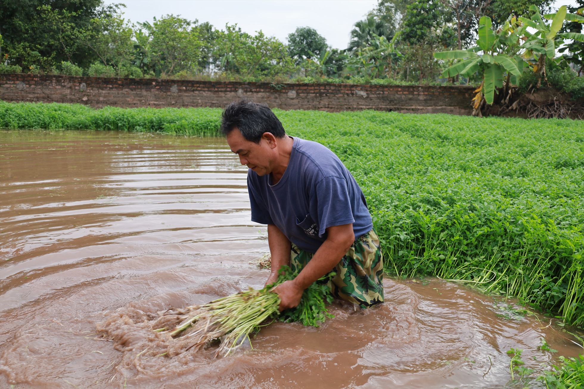 Người dân ngâm mình dưới ruộng hàng tiếng đồng hồ để thu hoạch rau cần phục vụ thị trường ngày Tết.