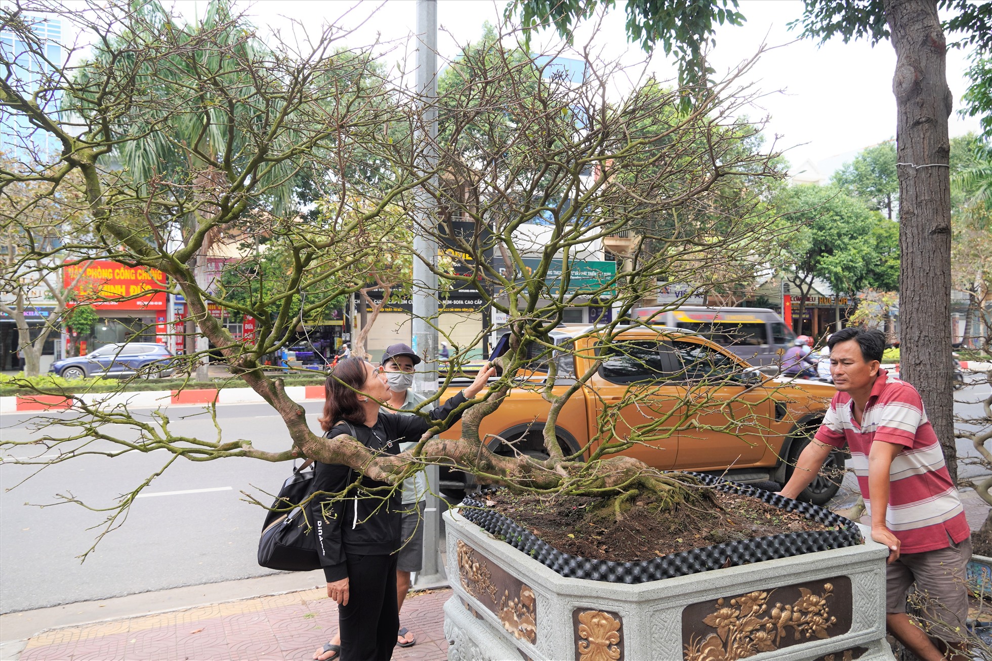 Khách mua hoa Tết đang tham quan một cây mai thế ở điểm trưng bày trên đường Nguyễn Thái Học.
