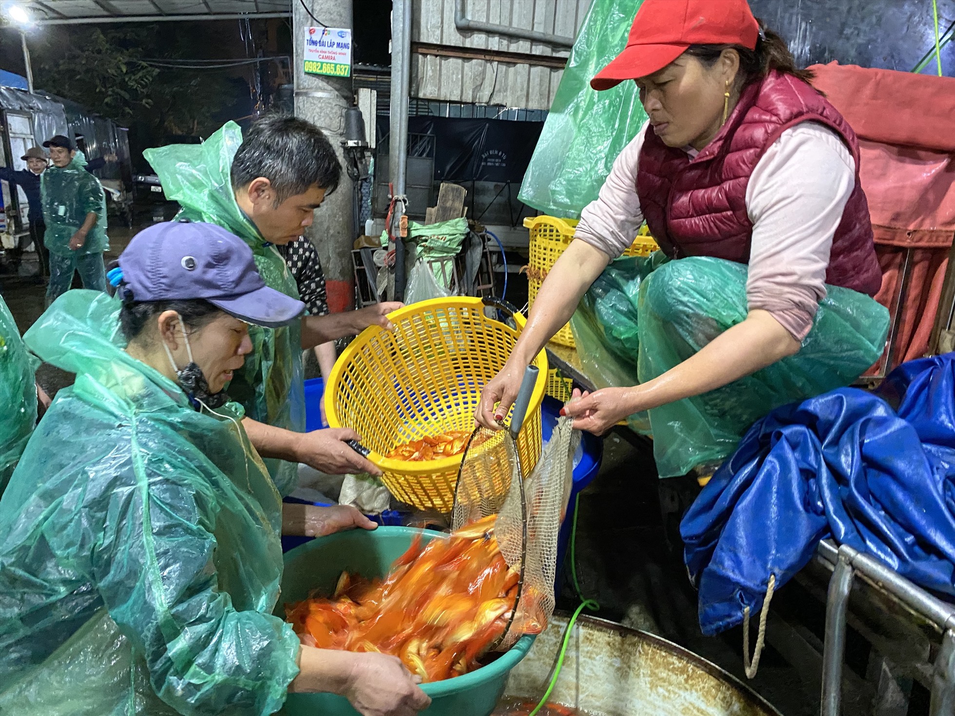 Cá chép được bán với số lượng lớn tại chợ cá Yên Sở. Ảnh: Phạm Đông