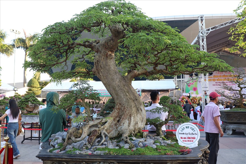 Đây cũng là dịp quy tụ nhiều dáng cây bonsai từ khắp mọi miền. Ảnh: Nguyễn Linh