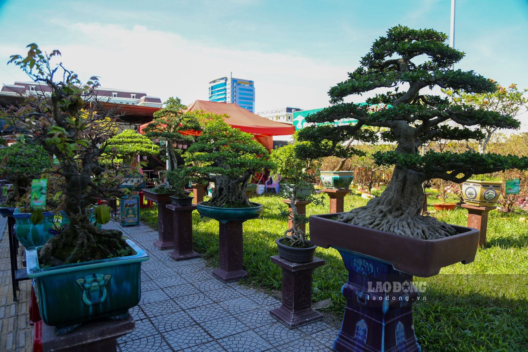 Một số loại cây cảnh Bonsai cũng được các nhà vườn mang ra bày bán.