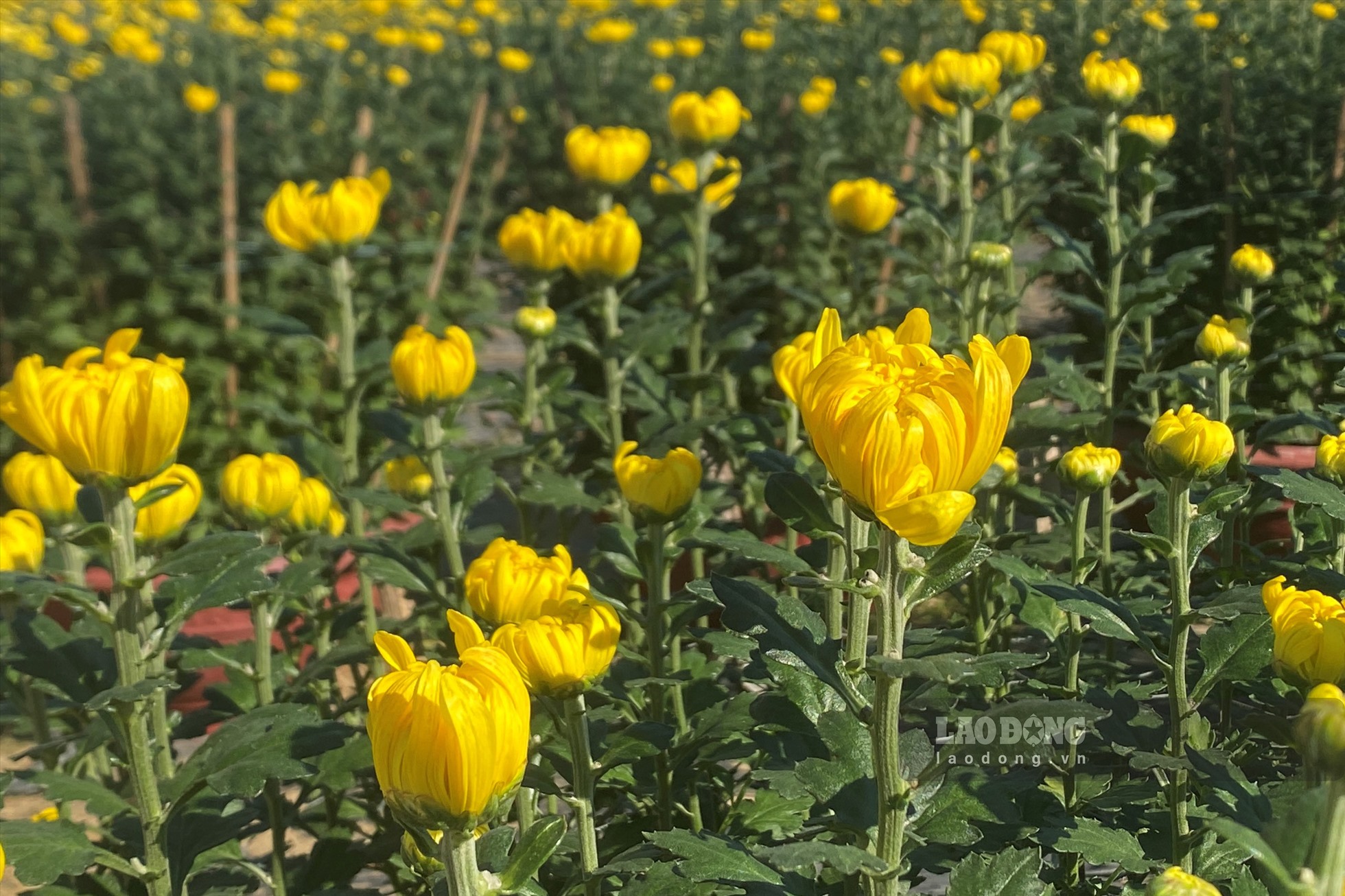 Tại đường 30 Tháng 4, loại hoa được bày bán đa phần là hoa cúc vàng đang trong giai đoạn sắp nở.