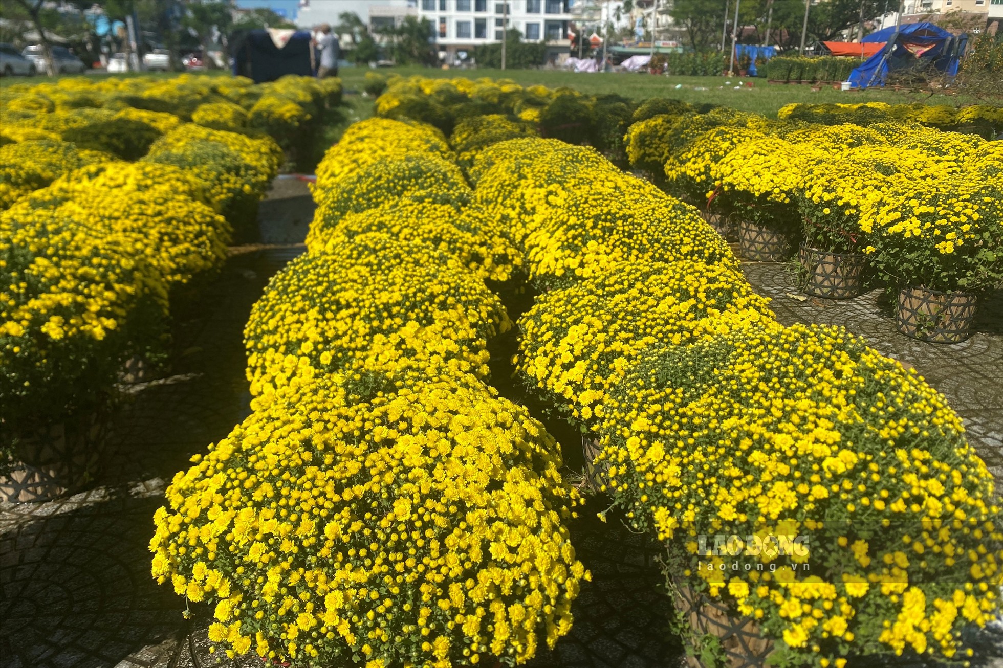 Vỉa hè đường 30 Tháng 4 giao Núi Thành, lượng lớn cúc mâm xôi được “trình làng” thị trường hoa Tết Đà Nẵng.