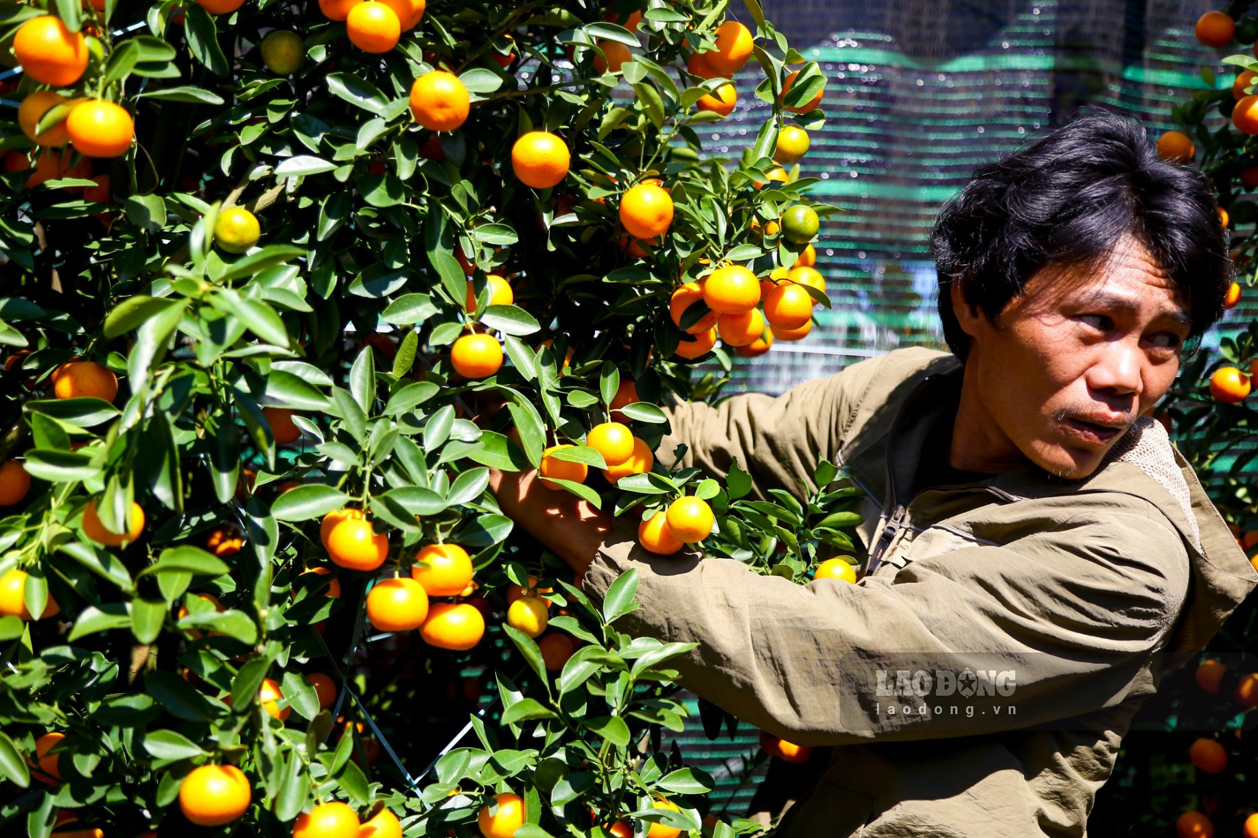 Là một nhà vườn trồng quất với số lượng lớn tại xã Cẩm Hà, TP Hội An (Quảng Nam), ông Bùi Quang Trung cho biết năm nay quất nhà ông được bày bán tại quảng trường có giá từ 1 triệu đồng cho đến hơn 10 triệu đồng tùy cây, cao hơn so với năm ngoái.