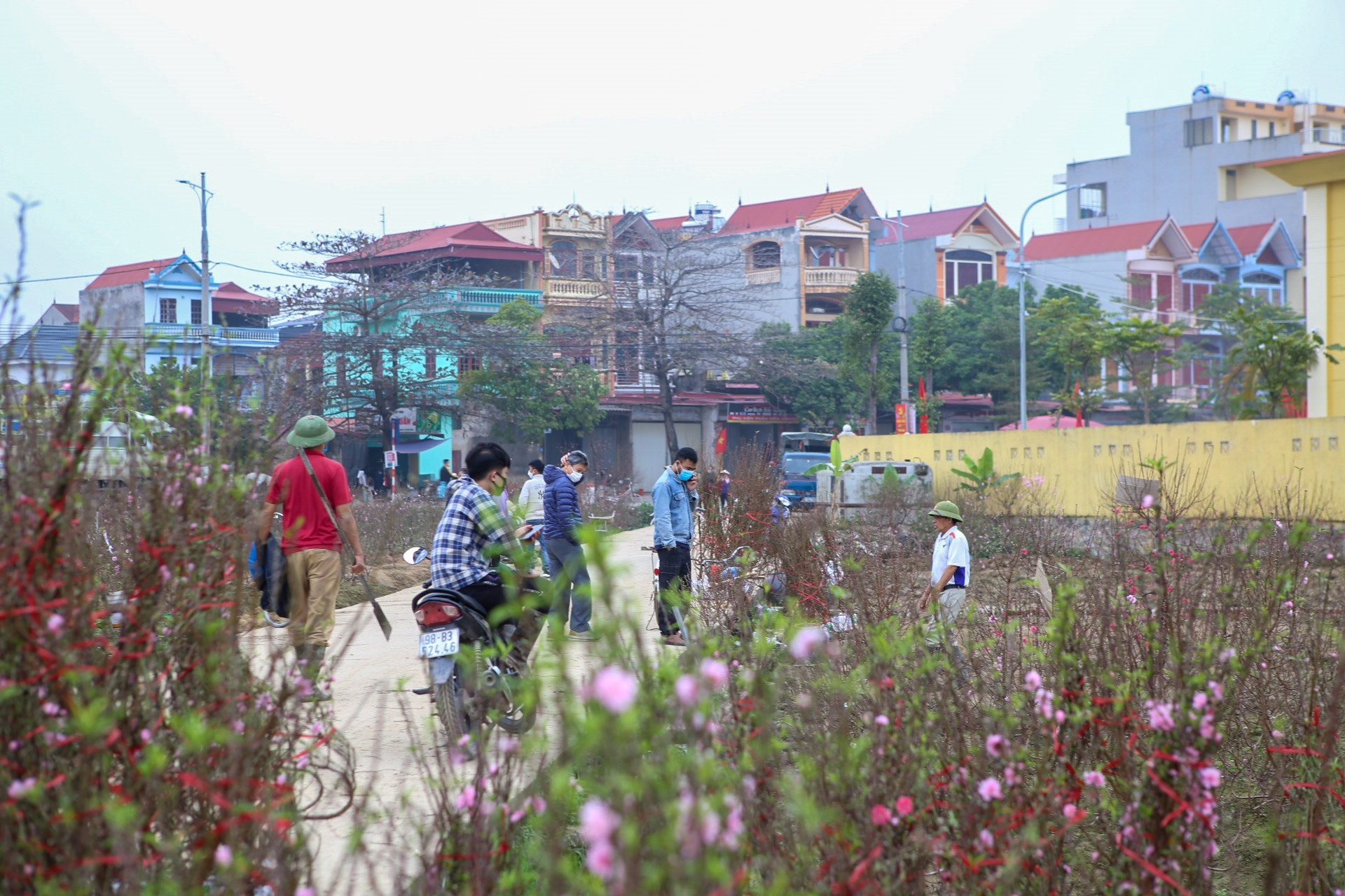 Những ngày giáp Tết nguyên đán 2023, trên những vườn đào của người nông dân Bắc Giang luôn trong không khí nhộn nhịp của kẻ bán người mua. Ảnh Nguyễn Kế.