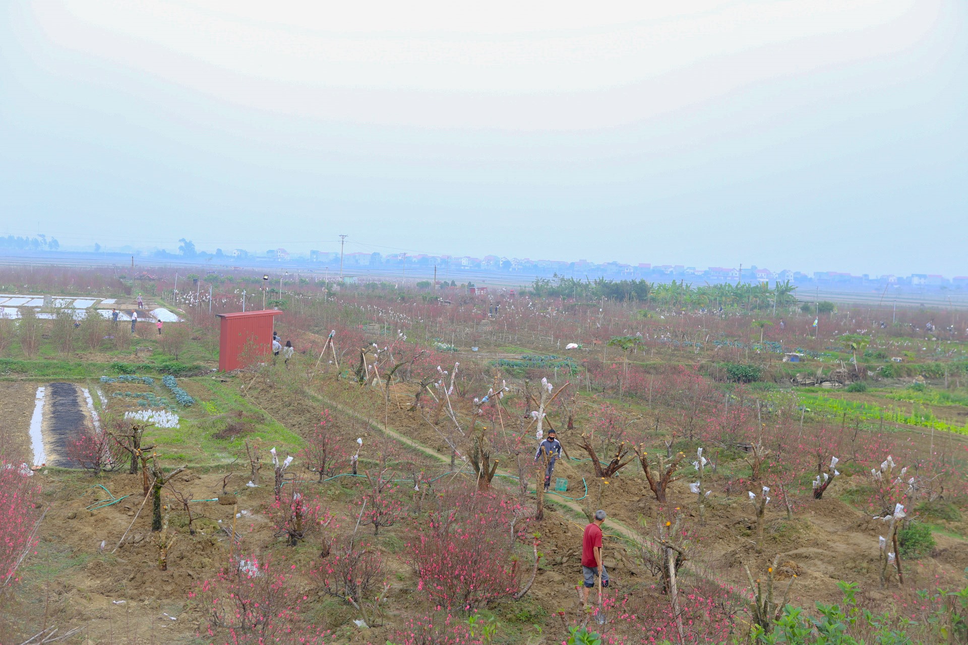 Những ngày cuối năm, về thăm những cánh đồng trồng đào tại Bắc Giang, hòa mình vào không khí lao động nhộn nhịp, khẩn trương của những người nông dân đang tất bật chăm sóc những ruộng đào và phấp phỏng mong chờ thời tiết thuận lợi để đào nở hoa đúng dịp giáp Tết Nguyên đán để bán được giá và có một cái tết đủ đầy, một năm no ấm.