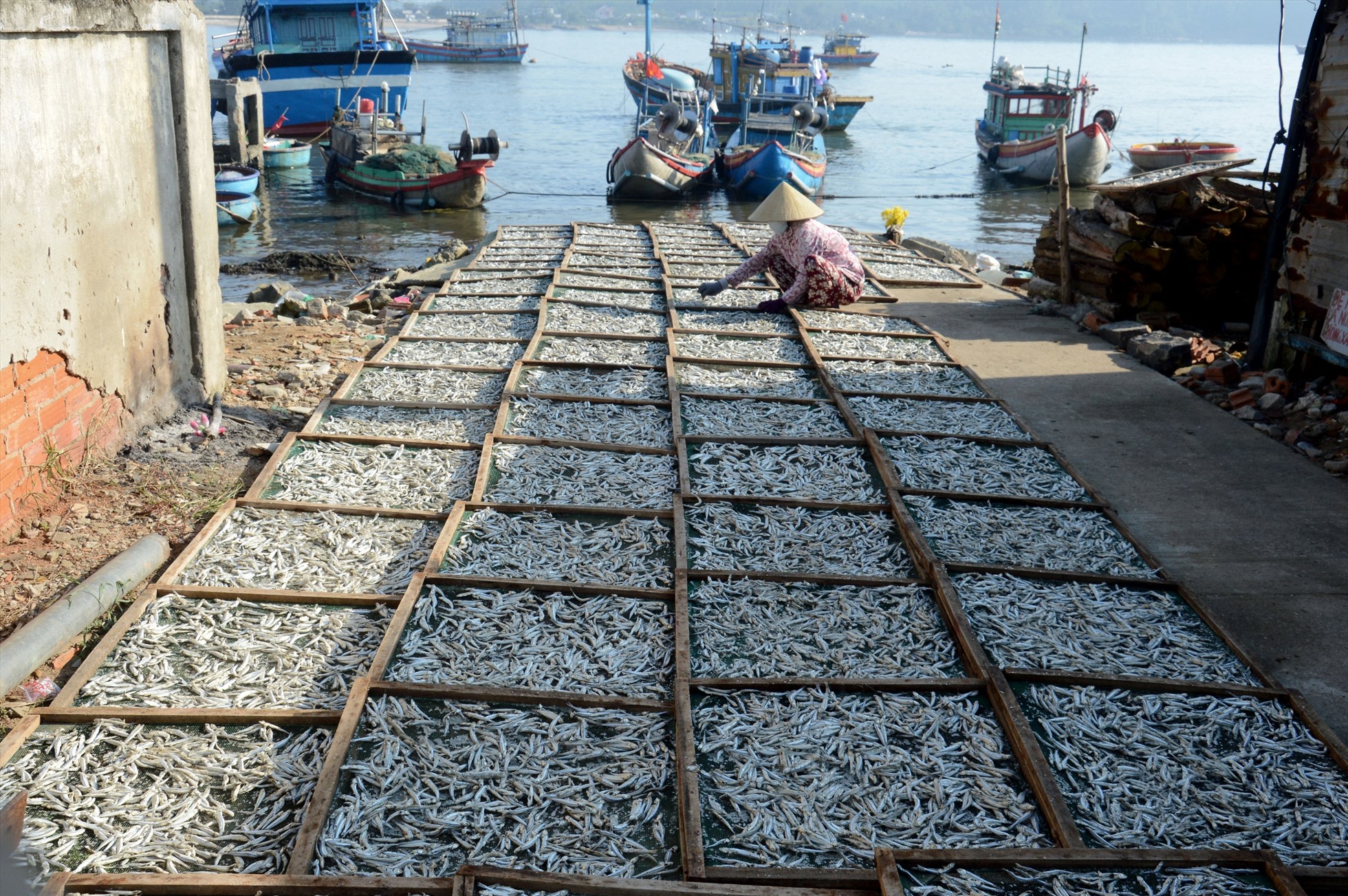 Ngoài bán cá cơm tươi để làm mắm..., ngư dân xã Tịnh Kỳ còn phơi cá cơm cho khô để bán. Ảnh: Ngọc Viên