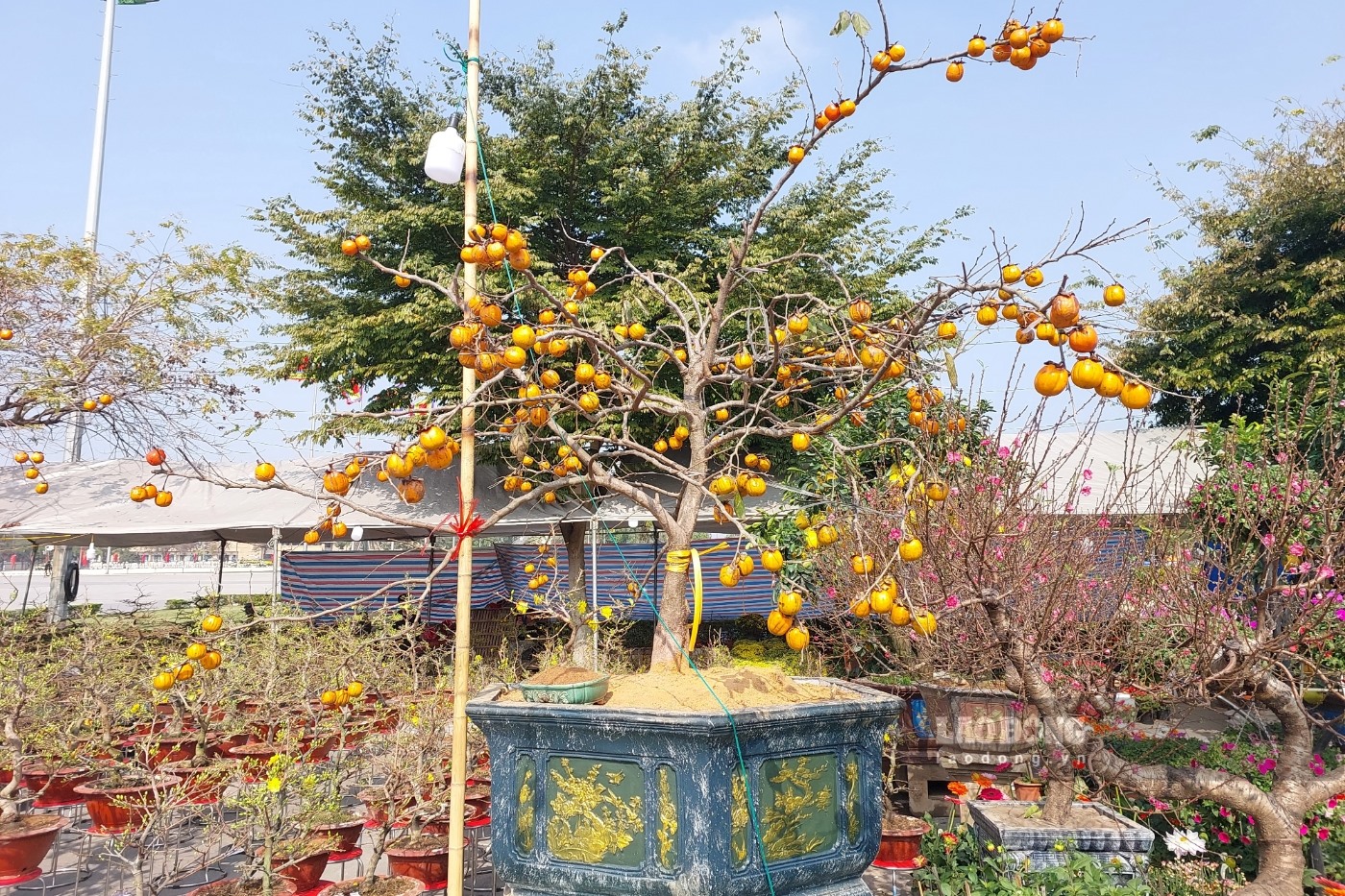 Ngoài các loại hoa, cây cảnh truyền thống như đào, mai, quất... tại chợ hoa Việt Trì còn rất nhiều loại hoa, cây cảnh khác như lan, Nhất Chi Mai, bưởi...
