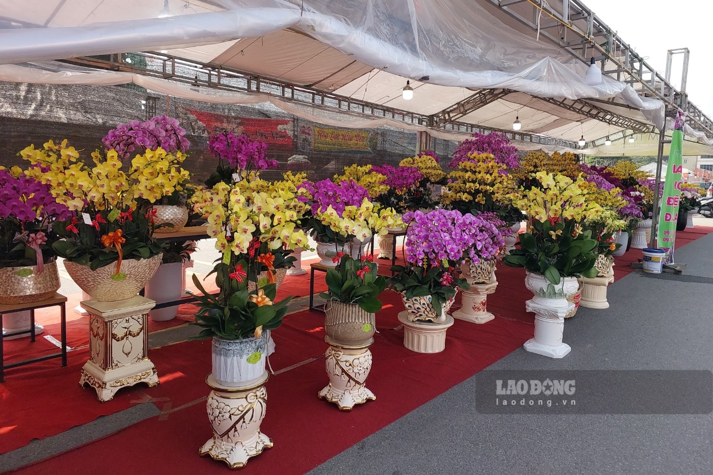 Các tiểu thương và các chủ nhà vườn hi vọng, những ngày giáp tết tới đây chợ hoa xuân Việt Trì 2023 sẽ nhộn nhịp hơn, khách đến mua hoa nhiều hơn.