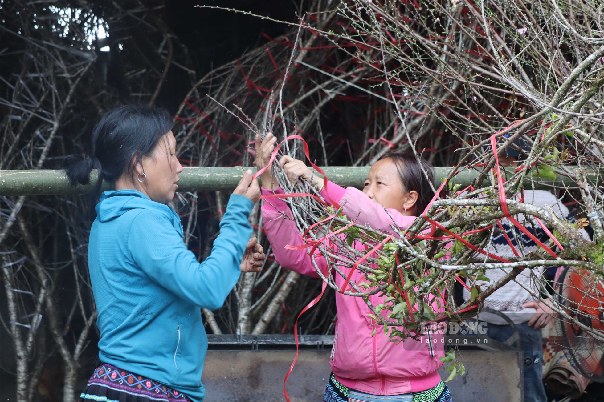 Không chỉ tô thêm sắc cho mùa xuân, cây đào cũng mang lại giá trị cao cho người nông dân huyện Vân Hồ, giúp họ có thêm thu nhập, nâng cao chất lượng cuộc sống, đặc biệt là mang đến cái Tết ấm no, sum vầy cho bà con đồng bào nơi đây.