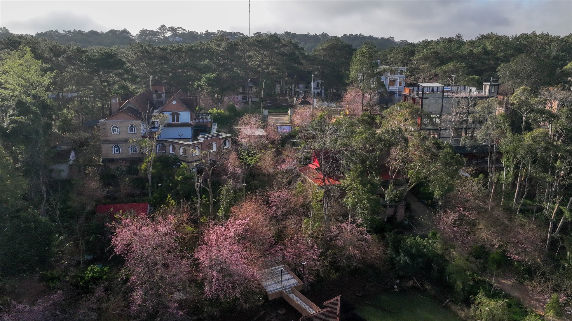 Mai Anh Đào đang dần tạo ra một điểm nhấn, một “thương hiệu” thu hút du khách đến với Măng Đen mỗ độ Xuân về.