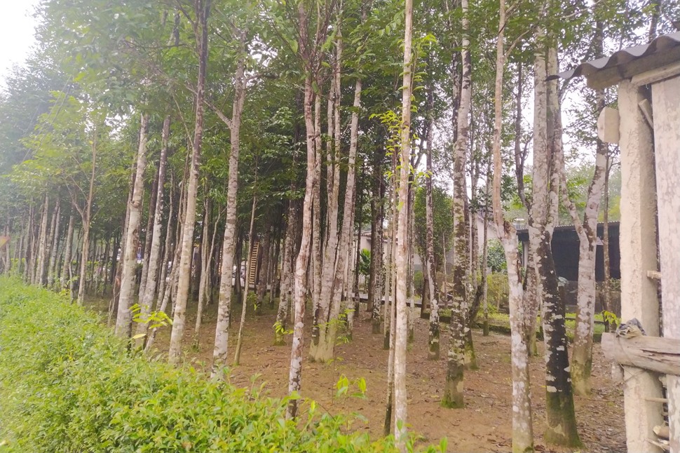 Một vườn trầm hương của người dân xã Phúc Trạch. Ảnh: Trần Tuấn.