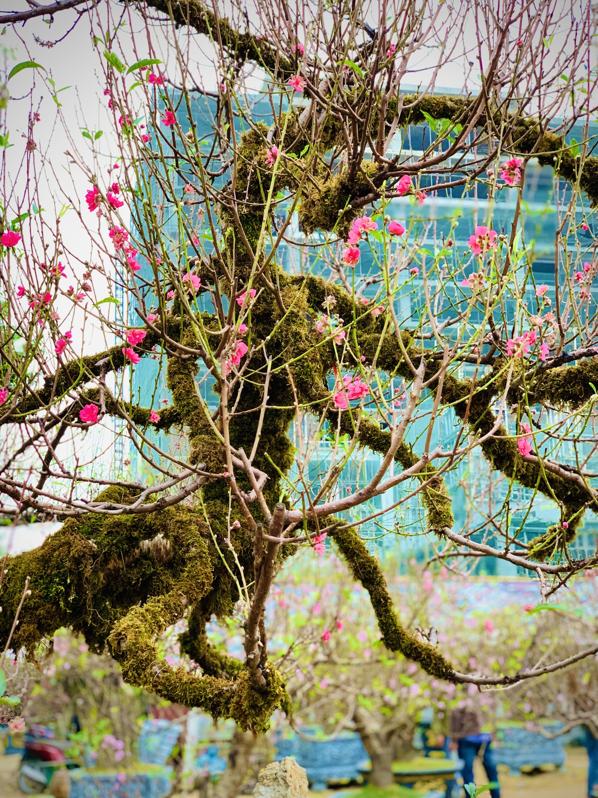 Theo quan sát, quanh thân cây có lớp rêu màu xanh dương phủ kín; có hai cành chính tỏa về hai hướng song bên thấp bên cao tựa như “một con rồng đang bay“; một số hoa đã nở và rất nhiều nụ sắp bung. Ảnh: Quỳnh Trang