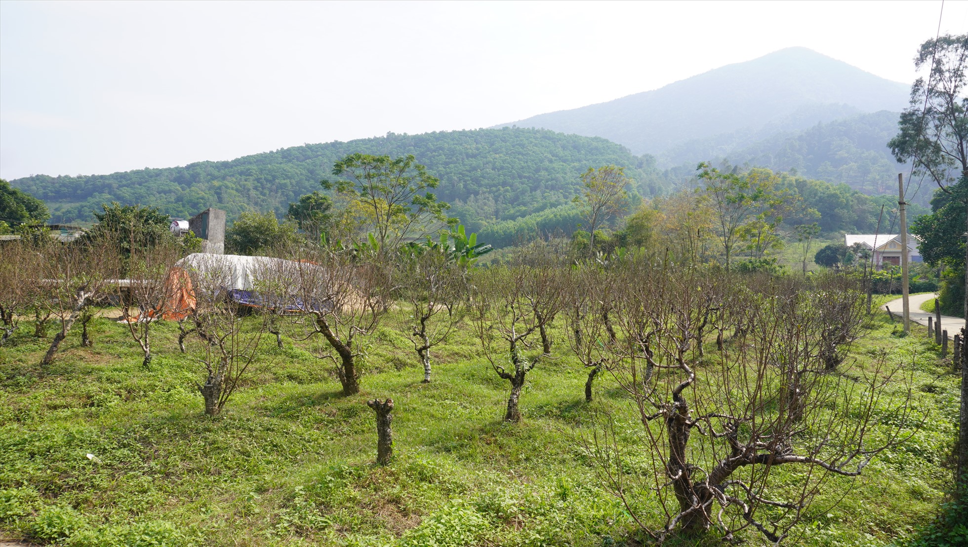 Nghề trồng đào phai được xem là nghề chủ lực tại xã Xuân Du, huyện Như Thanh. Ảnh: Minh Hoàng