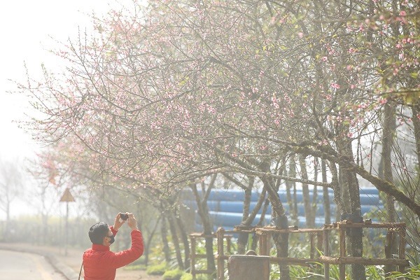 Xuân về, hoa đào khoe sắc dọc lối đi vào Nhà ga cáp treo Fansipan. Ảnh: Hà