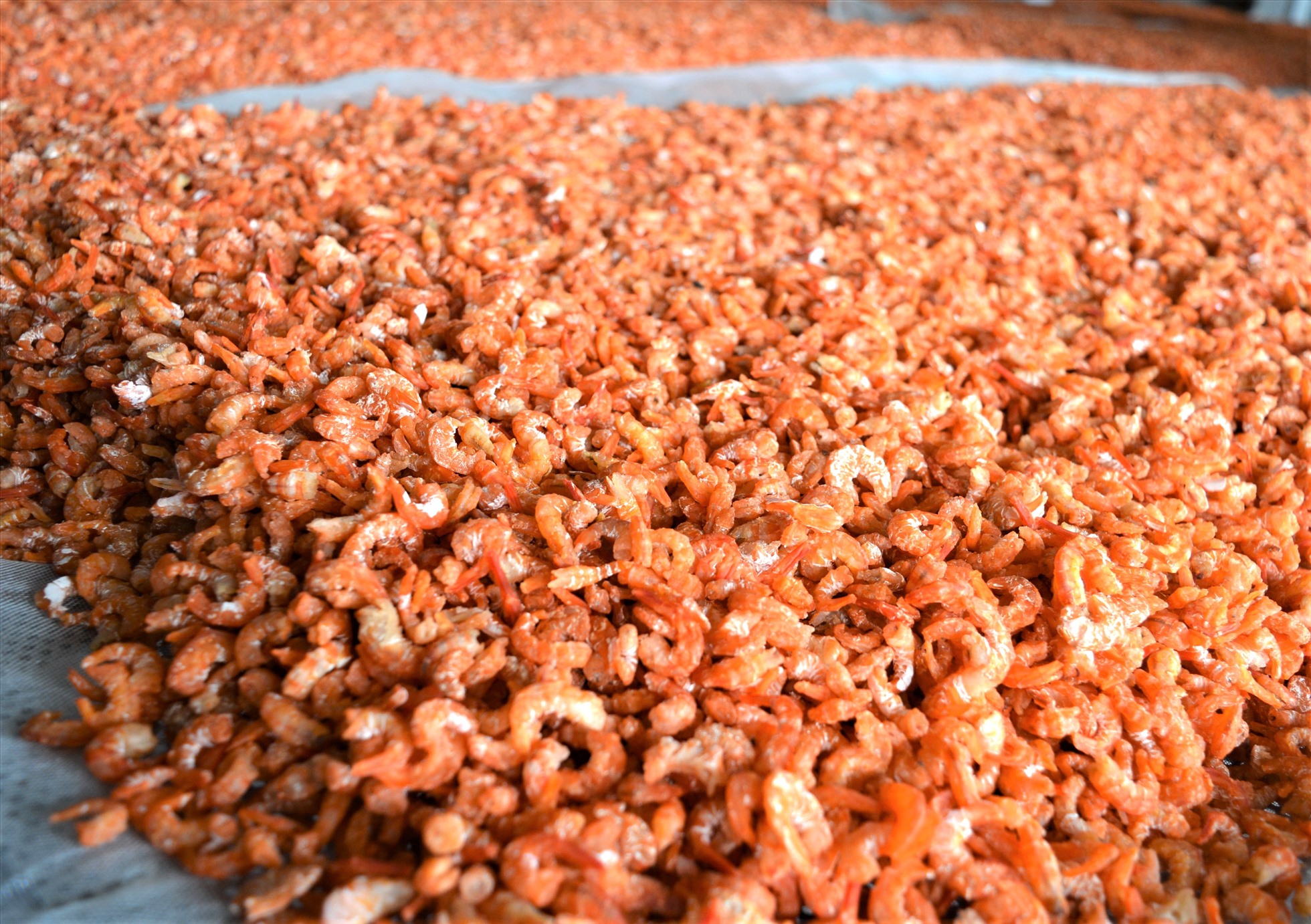 Tôm kho Cà Mau loại ngon lên đến 1.7 triệu đồng/kg vào những ngày cận Tết Quý Mão. Ảnh: Nhật Hồ