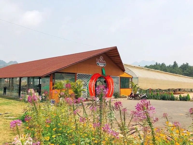 Phoenix Farm cho các gia đình, em nhỏ thoải mái vào khám phá, trải nghiệm cuộc sống thôn quê miền núi.