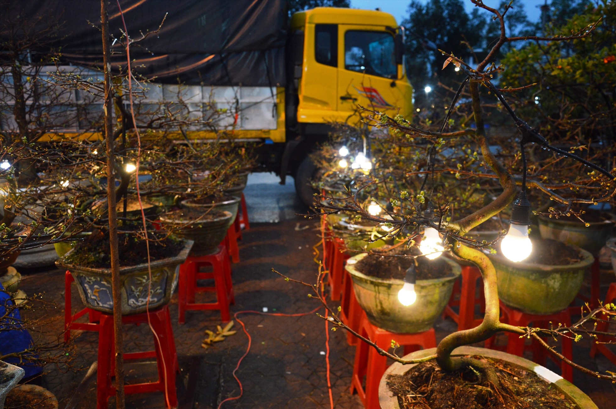 Thời tiết mưa lạnh, nhiều nhà vườn phải chong đèn “sưởi ấm” để hoa nở đúng thời điểm. Ảnh: Ngọc Viên