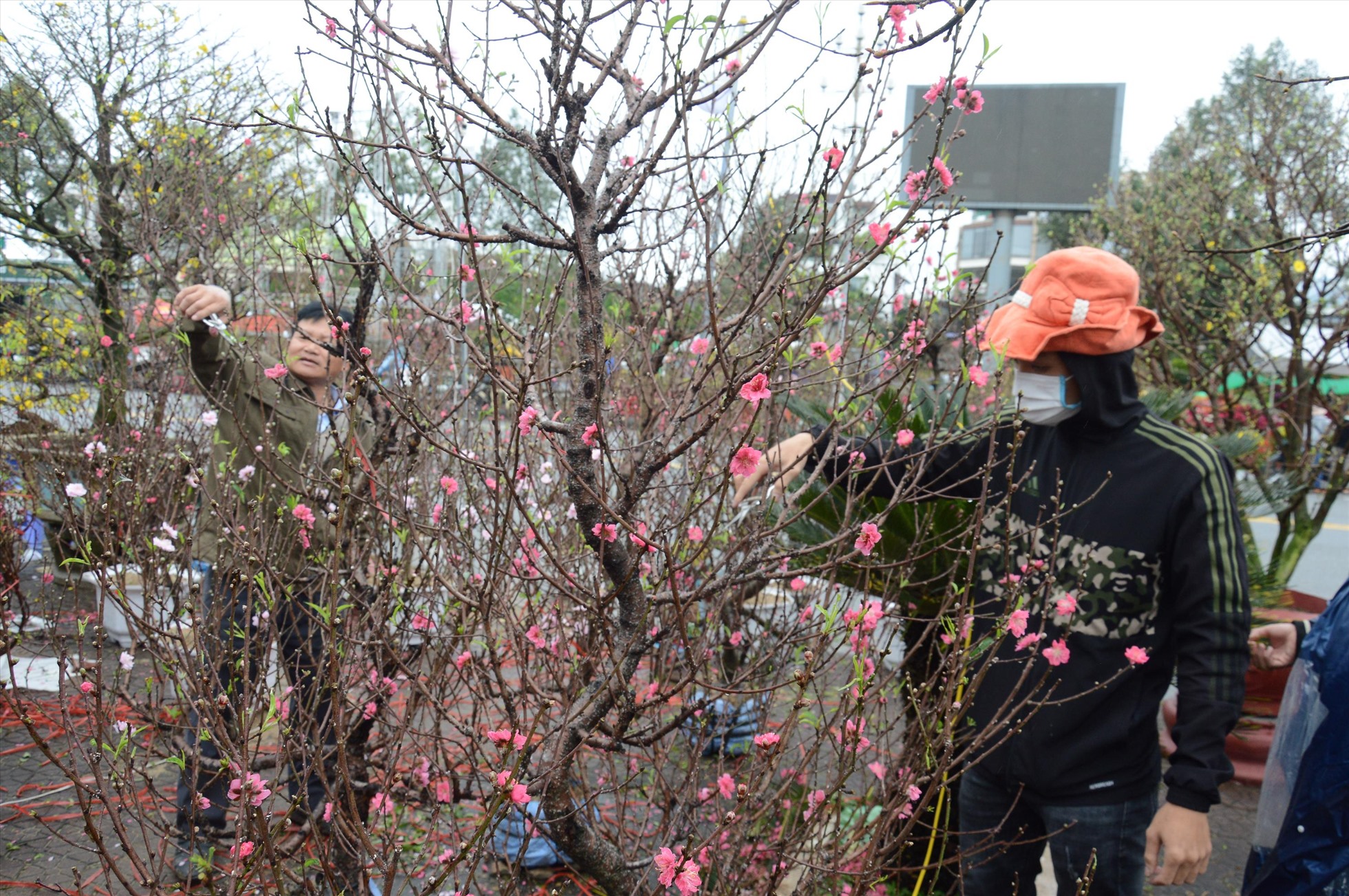 Chợ hoa lớn nhất Quảng Ngãi có rất nhiều loại hoa được vận chuyển về từ khắp nơi trên cả nước, tuy nhiên do gặp tiết trời mưa lạnh nên hoa cũng không còn đẹp như khi còn ở vườn. Ảnh: Ngọc Viên