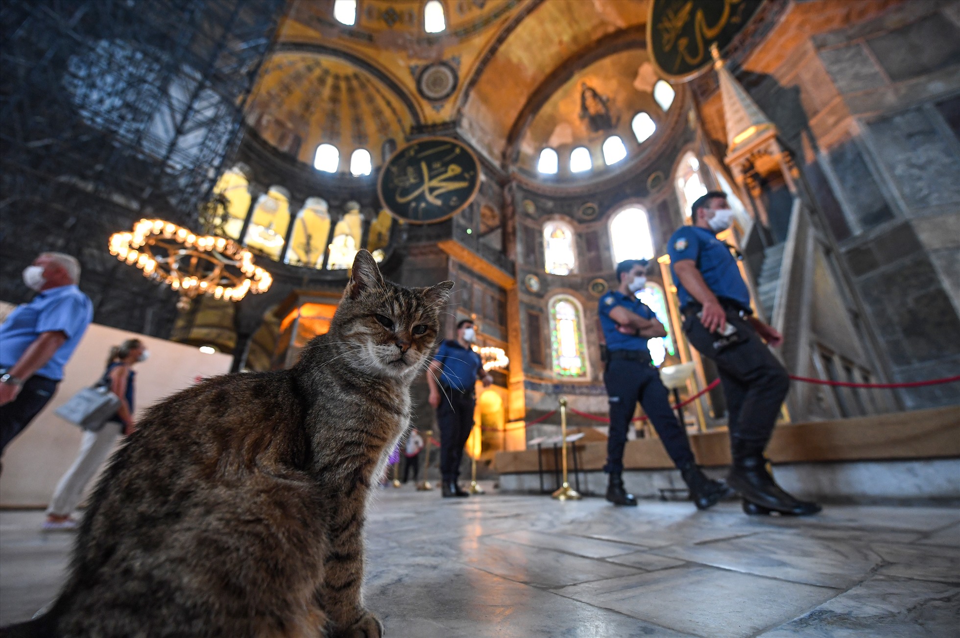 Một con mèo trong bảo tàng Hagia Sophia ở Istanbul. Ảnh: AFP