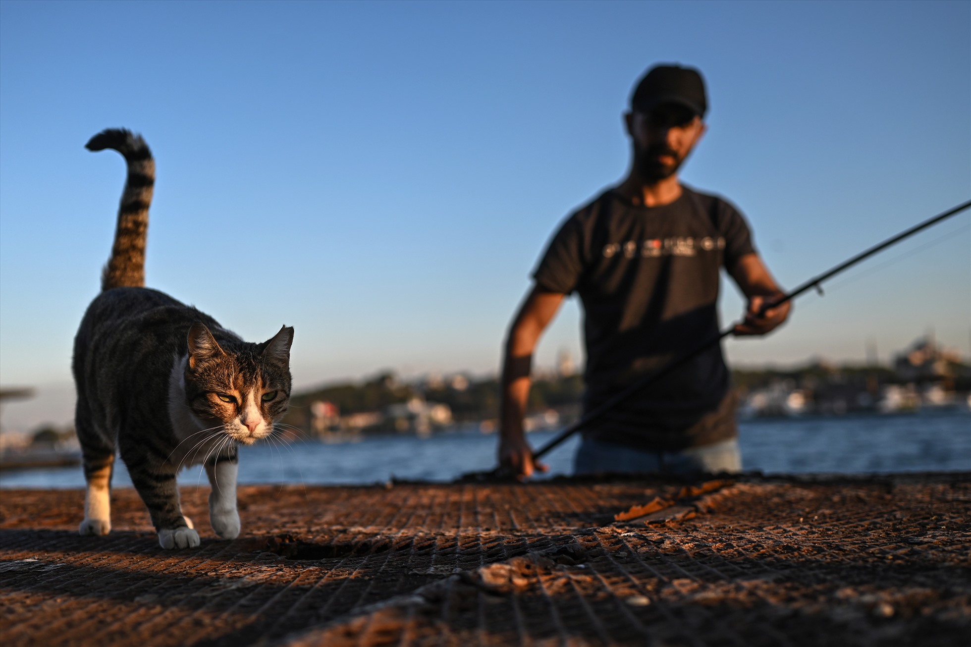 Một con mèo hoang đi cạnh ngư dân tại cảng Karakoy ở Istanbul. Ảnh: AFP