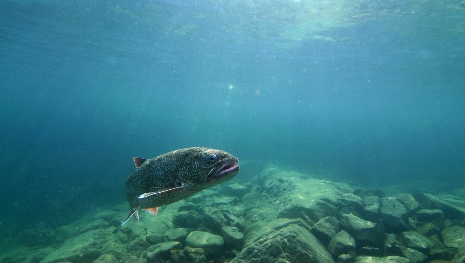 Nghiên cứu chỉ ra, chỉ ăn một con cá nước ngọt tương đương với nước uống có PFOS ở mức 48 phần nghìn tỉ. Ảnh: Great Lakes Fishery Commission