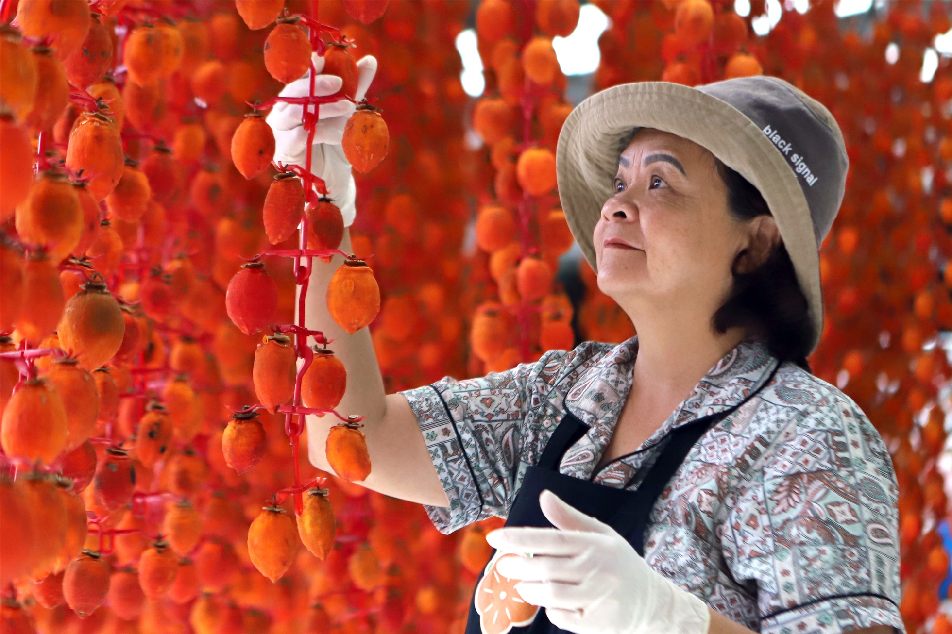 Hồng treo gió được tuyển chọn từ những trái chín đều, không hư hỏng. Ảnh: Thu Cúc