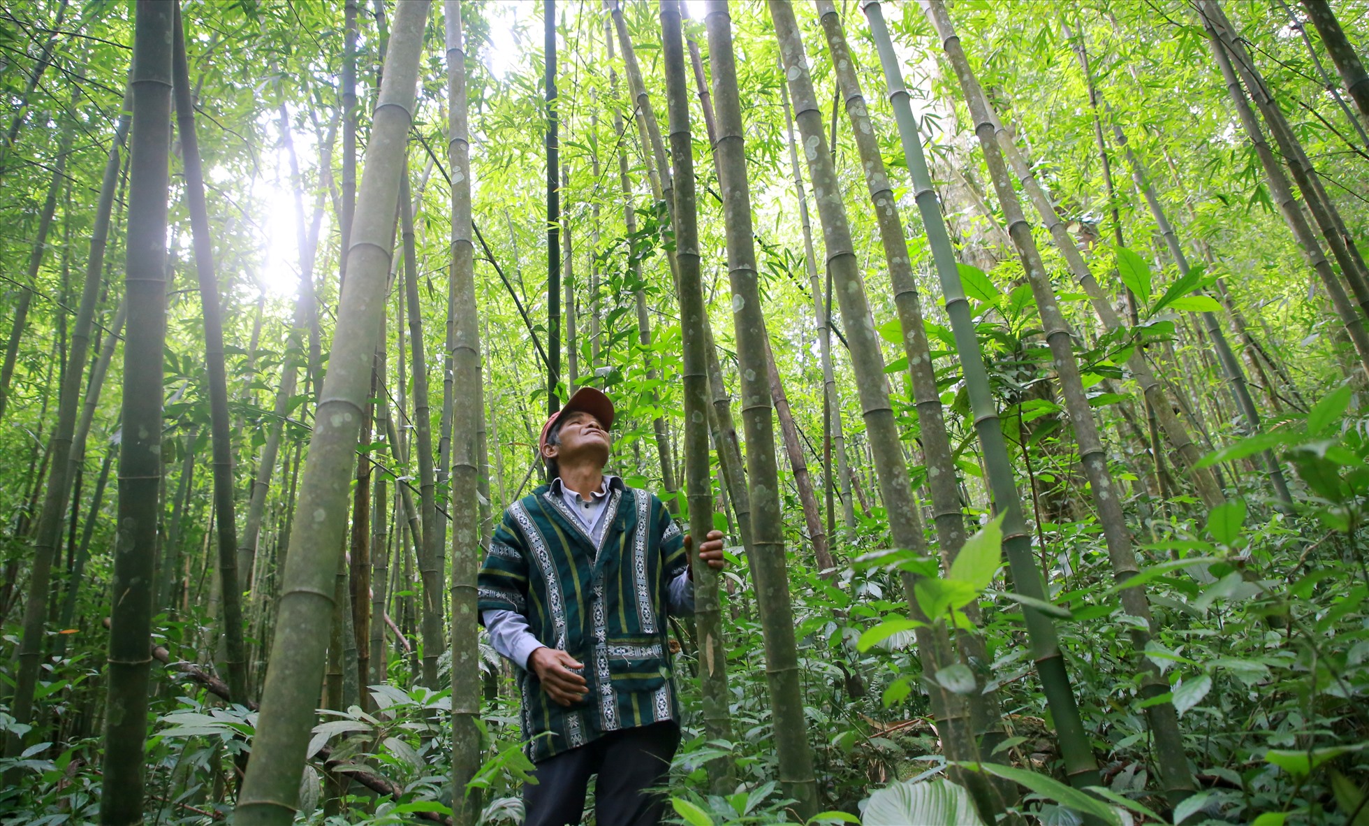 Rừng tre trong cánh rừng cộng đồng ở xã Hướng Phùng. Ảnh: Hưng Thơ.