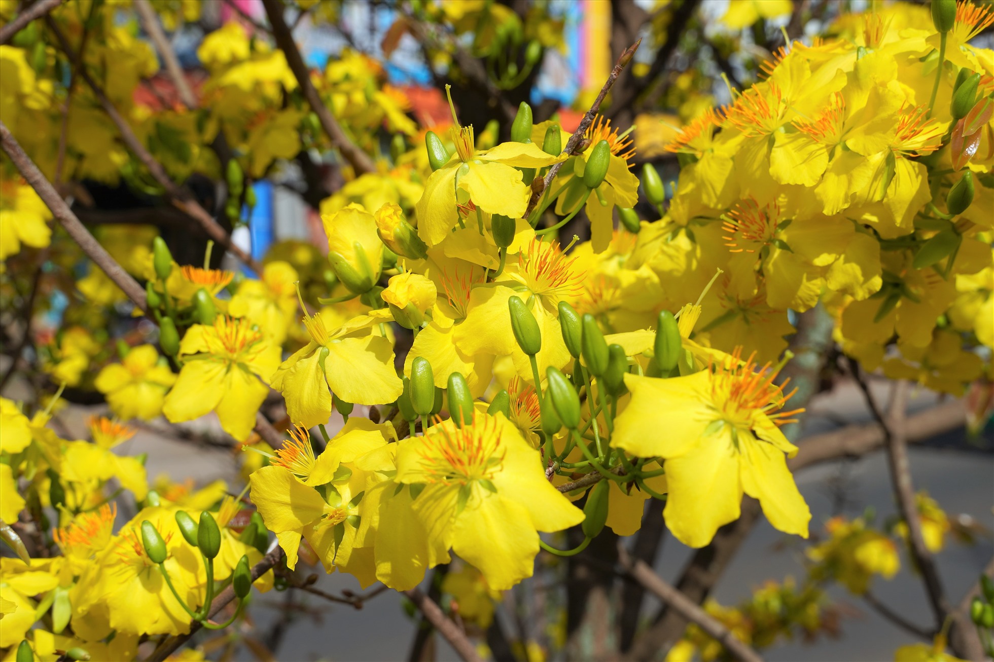 Tuy nhiều hoa đã nở bung, nhưng trên cây vẫn còn rất nhiều nụ để tiếp tục rực rỡ trong những ngày Xuân Quý Mão 2023. Ảnh: Thành An