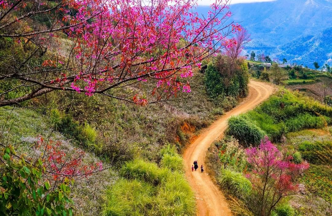 Đi trên các sườn đồi uốn lượn quanh co, chạy dọc theo quốc lộ 32 từ Than Uyên xuôi về Nghĩa Lộ, đèo Khau Phạ hay trên lưng chừng núi, nơi định cư của bản làng người Mông, đâu đâu cũng thấy màu đỏ, màu hồng rực rỡ của hoa tớ dày.