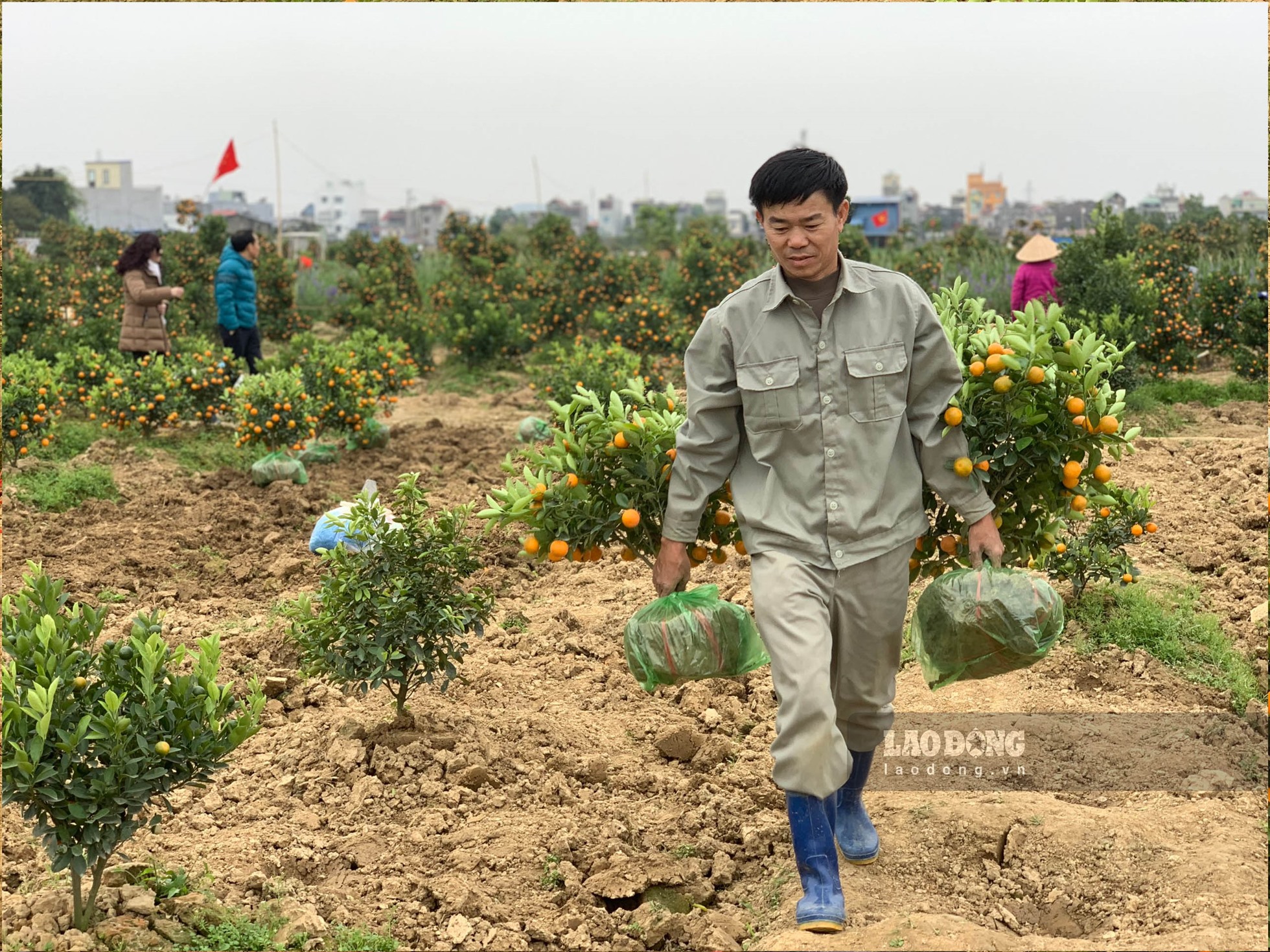 Nhiều nông dân Minh Kha trông chờ vào vụ quất cuối năm để xác định một năm làm ăn thắng hay bại.